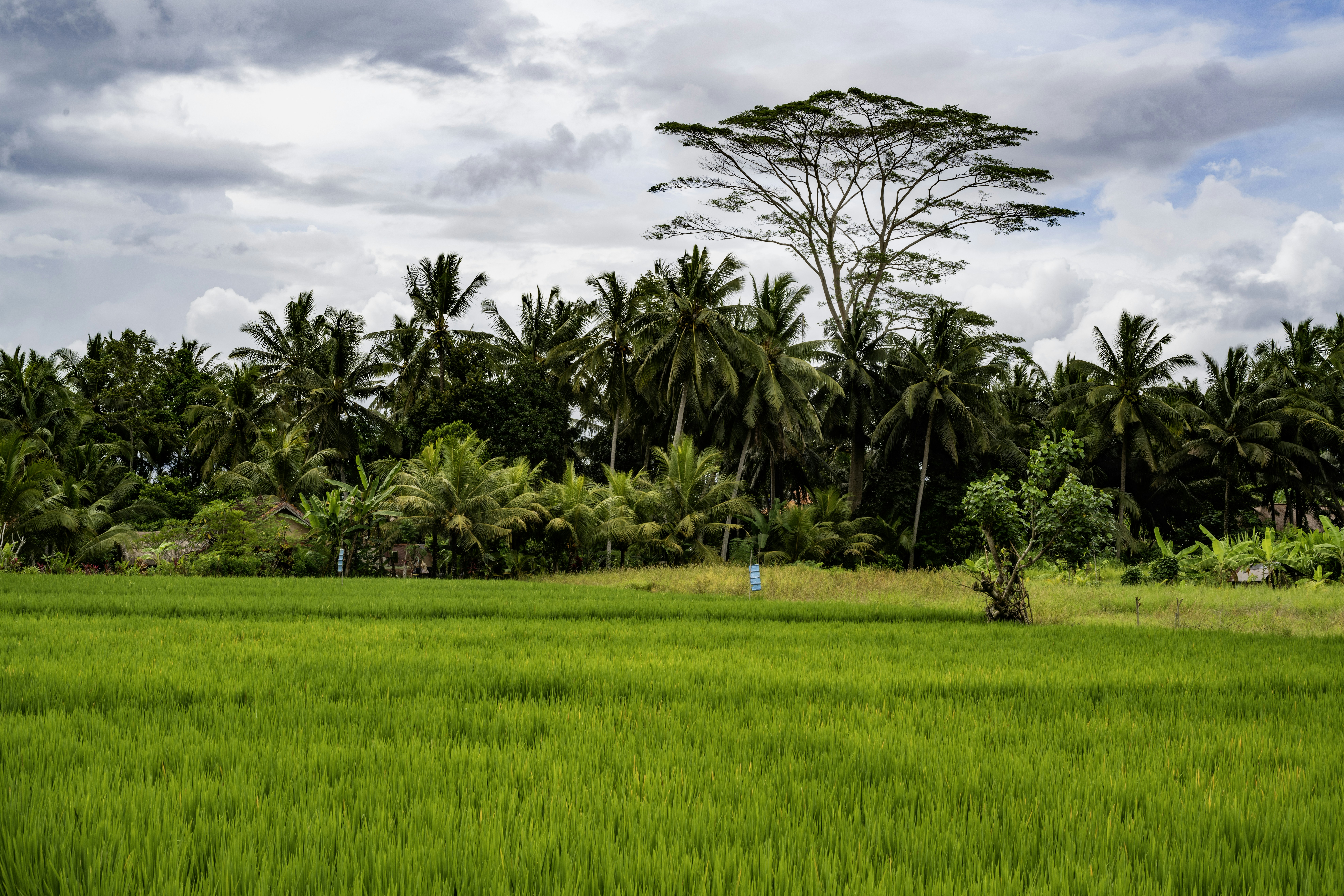 Lush green rice field with palm trees and forest.