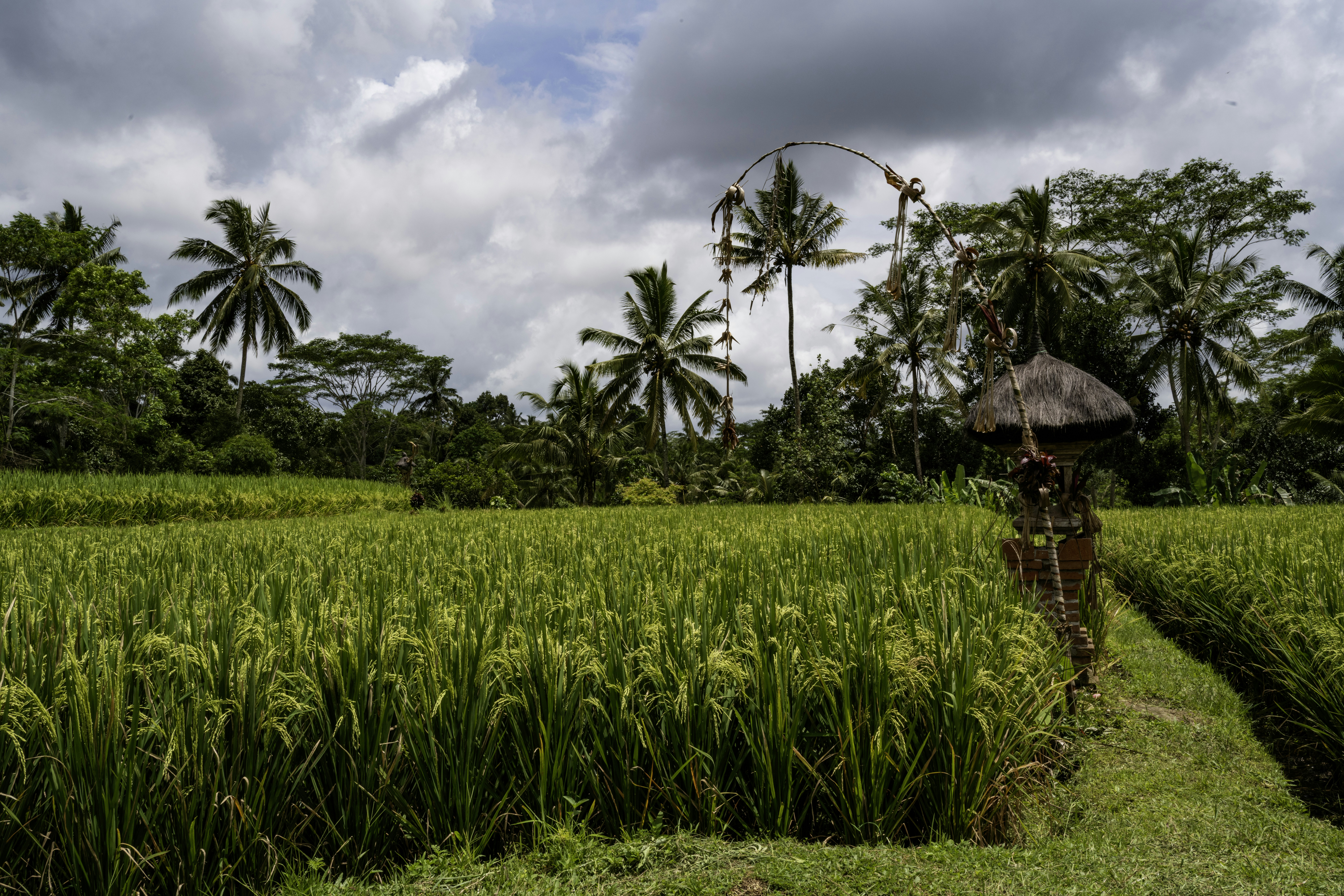 Lush green rice paddies under a cloudy sky