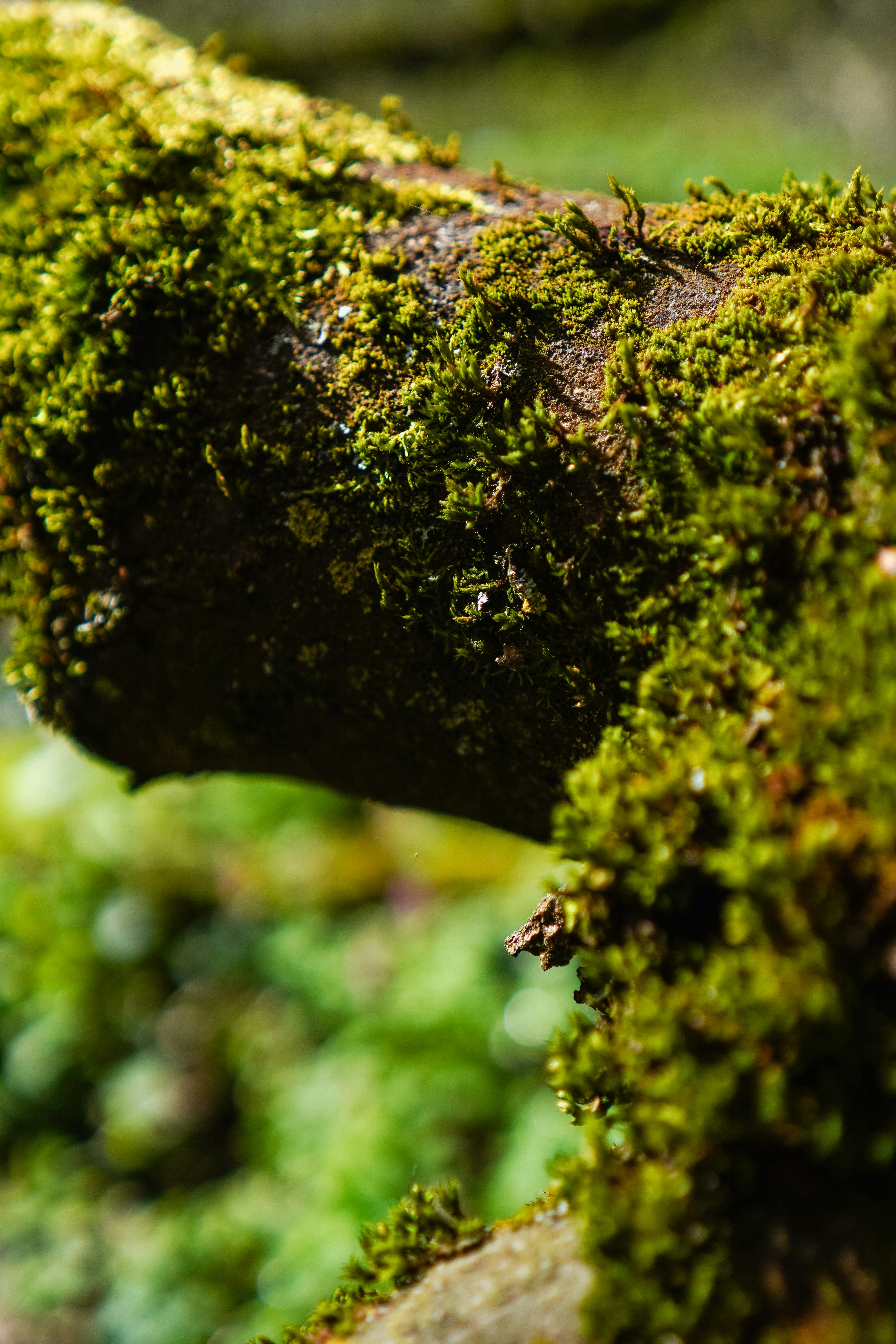 Photo by lau_cocovrard