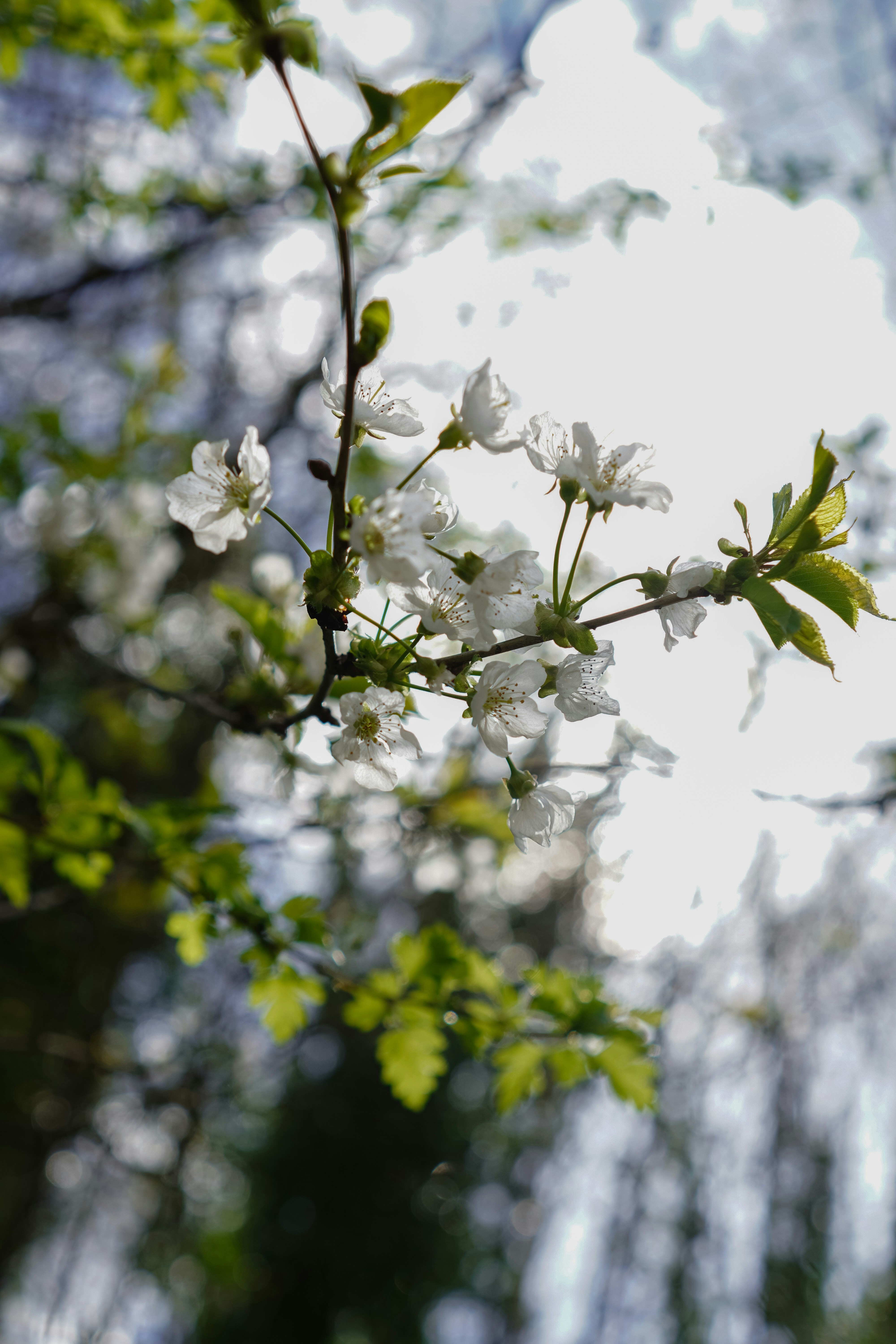 Photo by lau_cocovrard