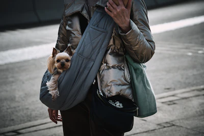 A small dog peeks out from a carrier bag.
