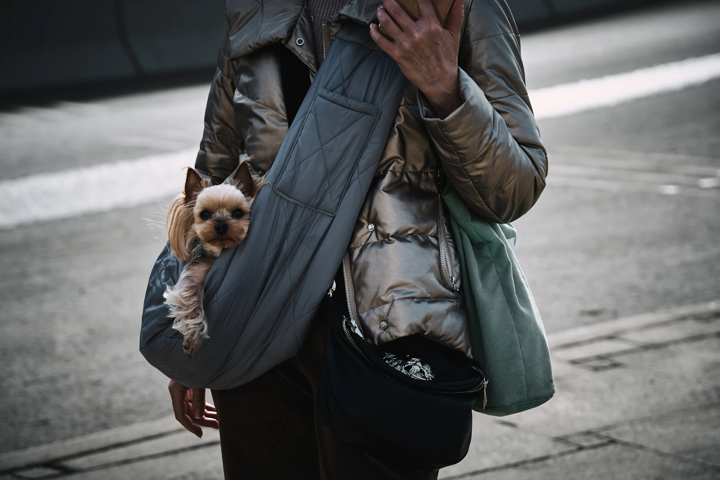 A small dog peeking out of a soft-sided sling carrier worn over its owner's shoulder