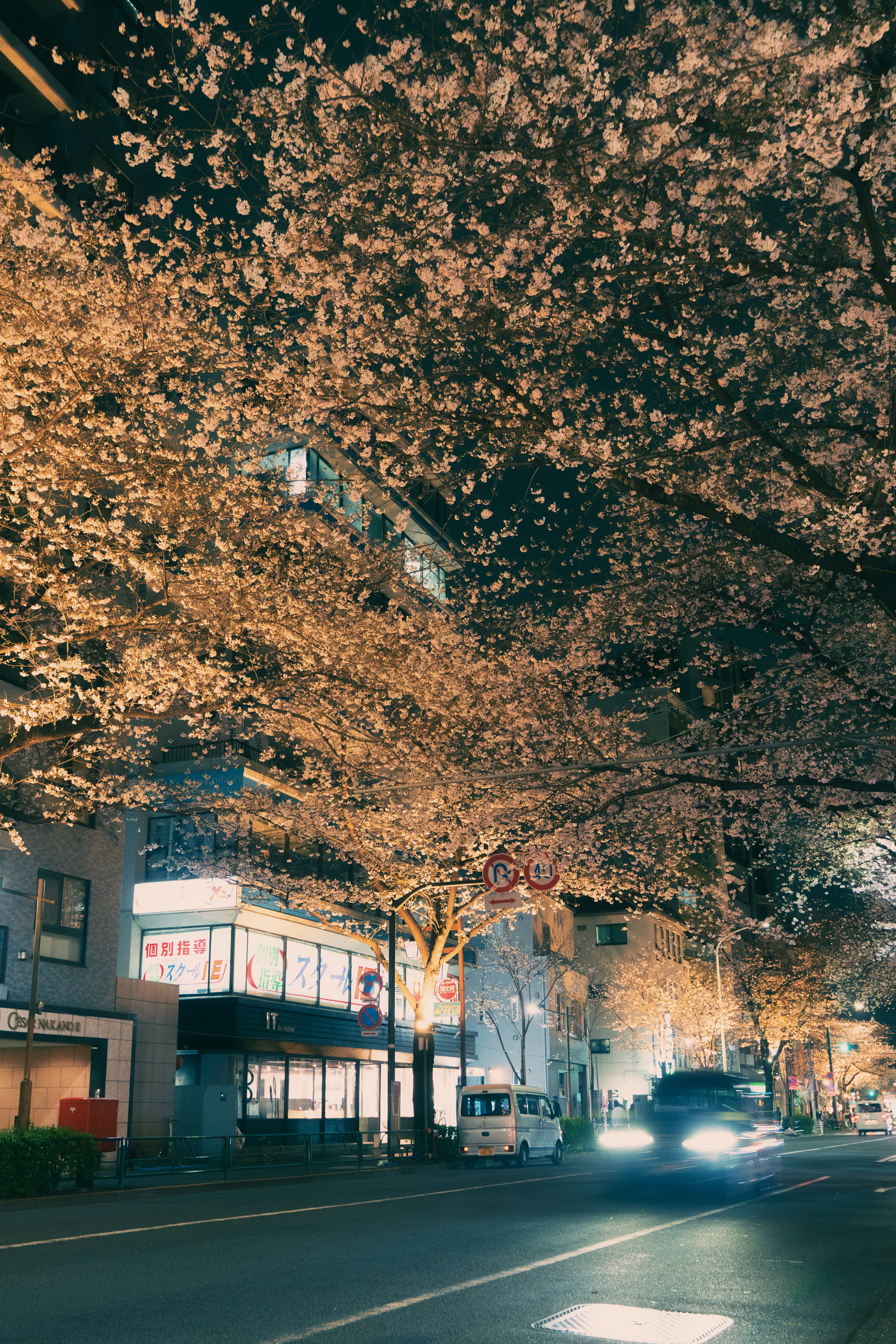桜の花が夜の通りを照らしている。