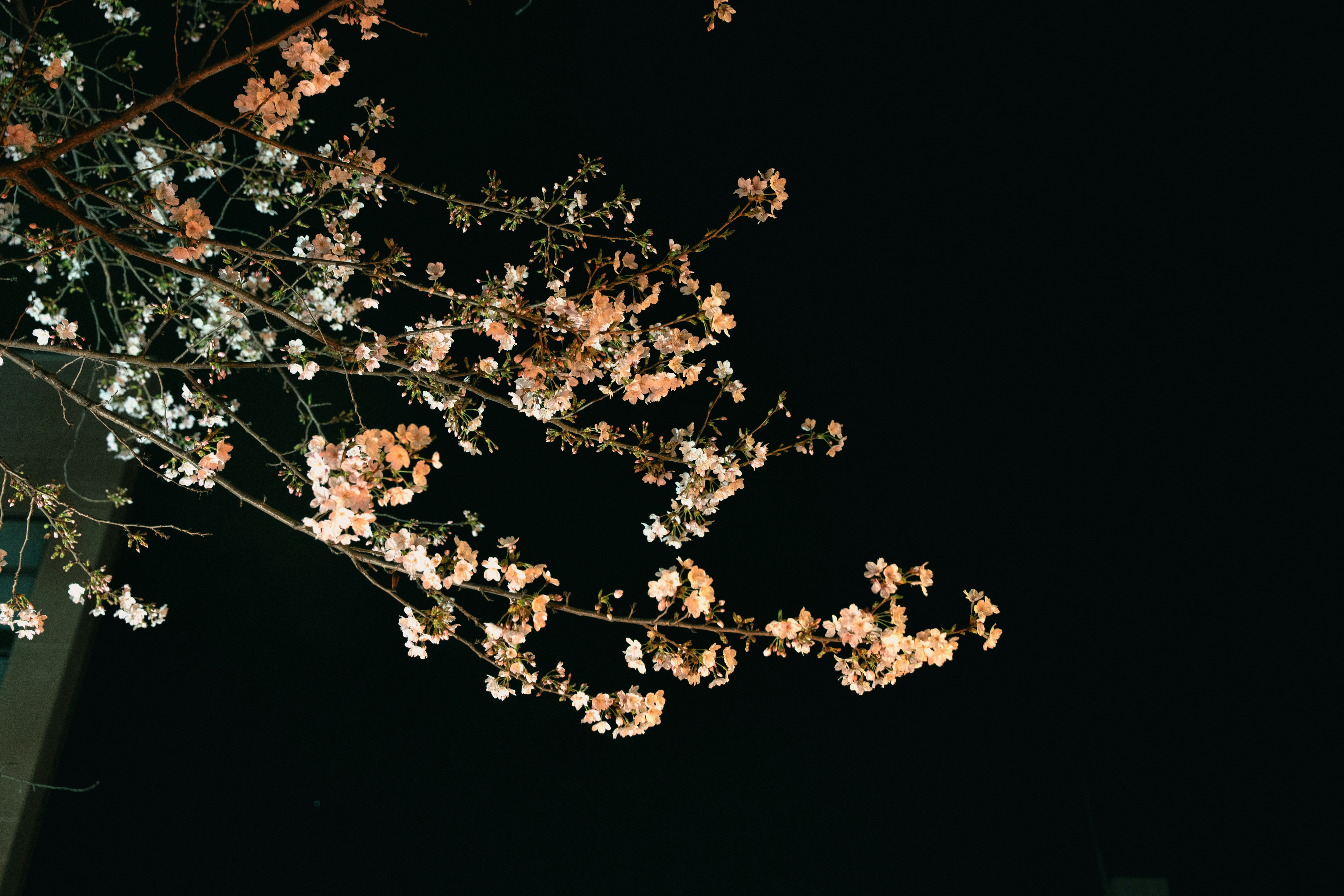 暗い夜空に照らされた桜の花々