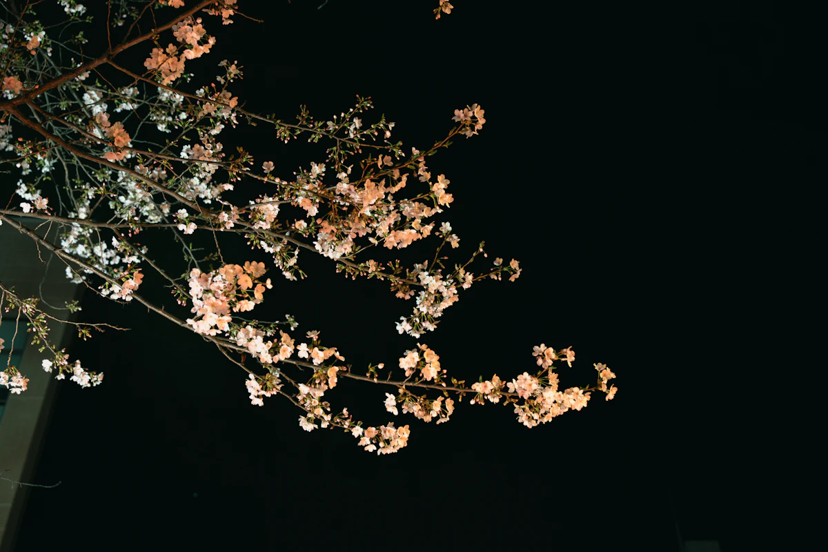 Pink blossoms against the night sky