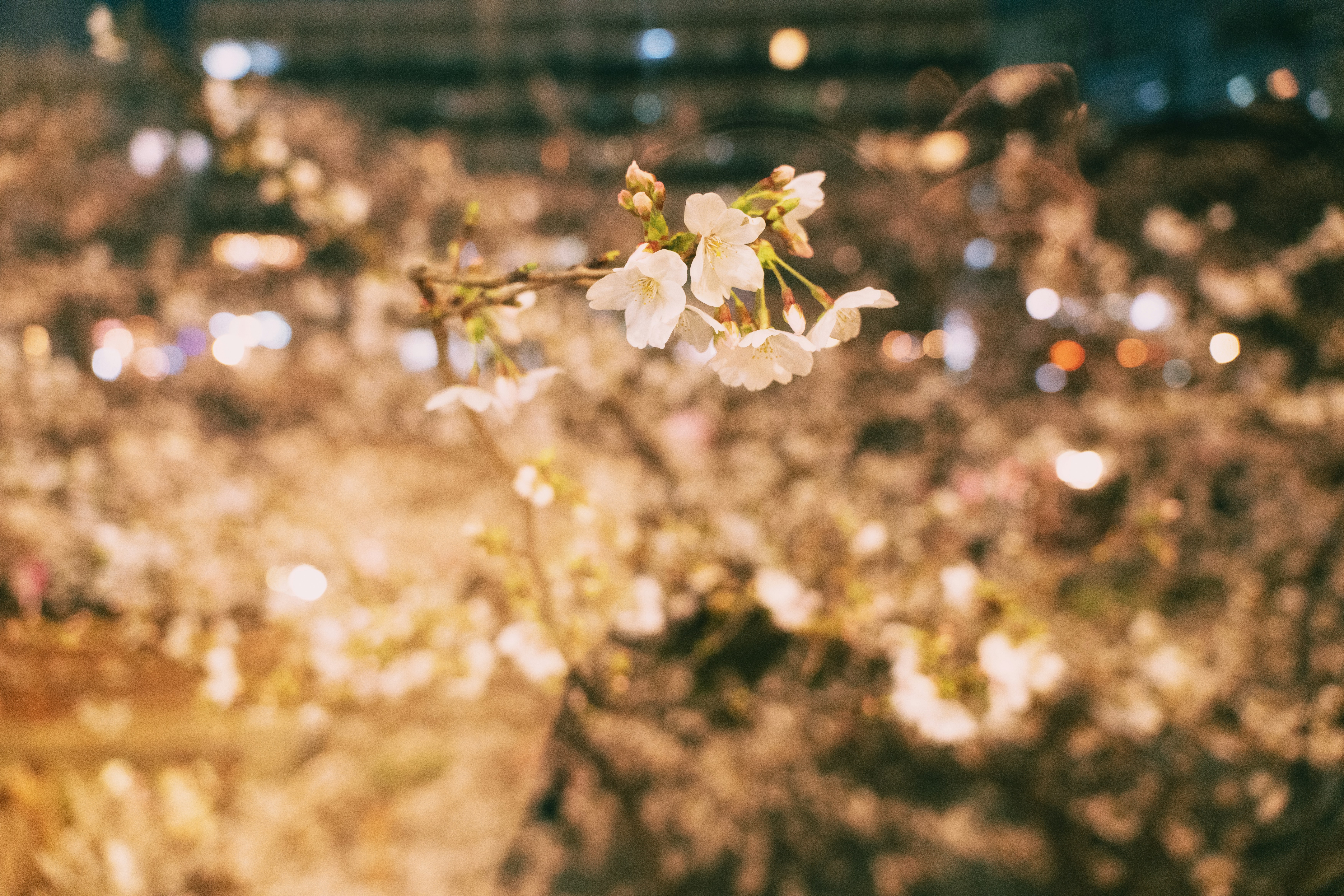 夜になると、ぼやけた街の背景に桜の花が咲く。