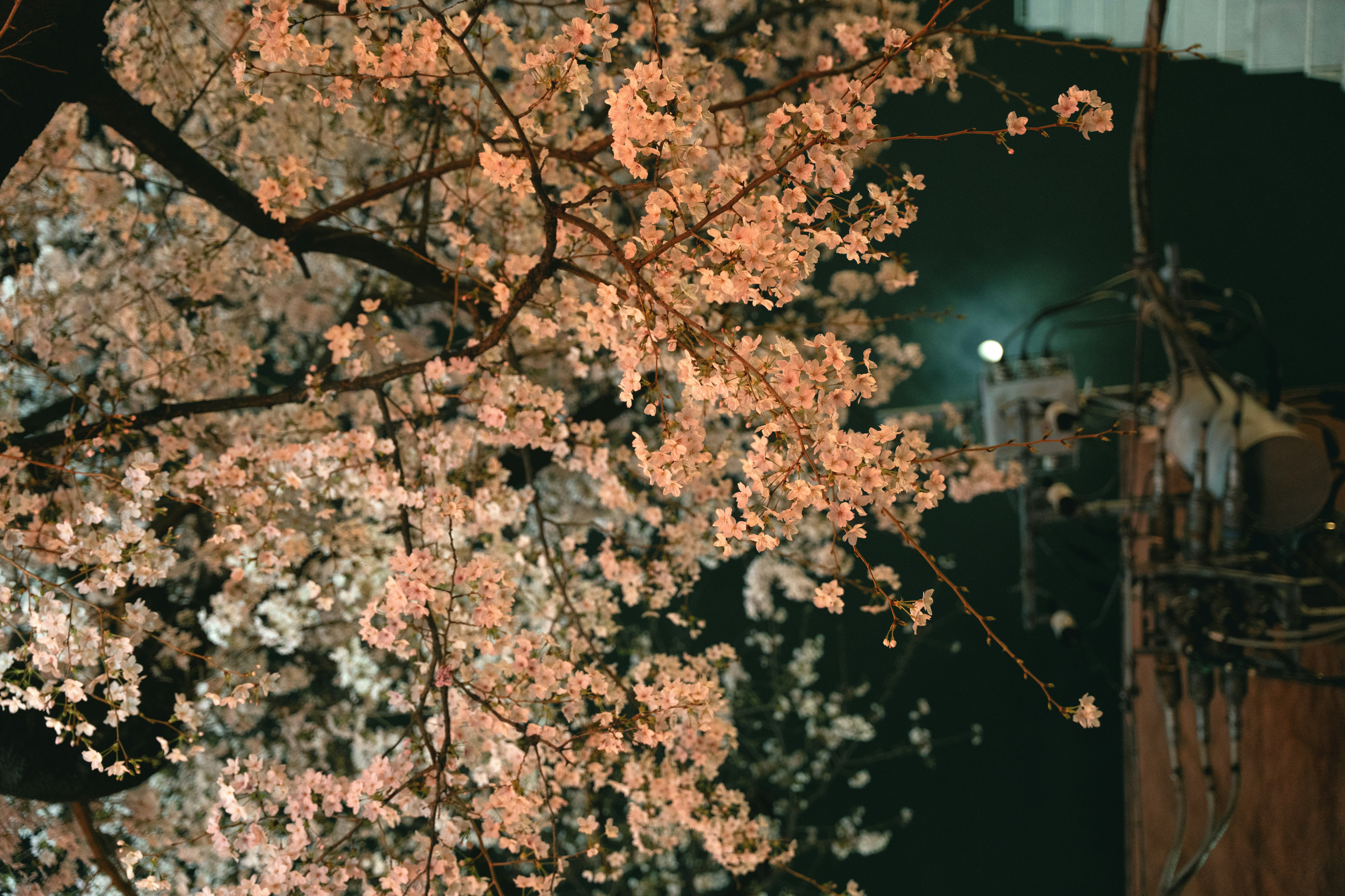 夜の桜のクローズアップと街の灯り。