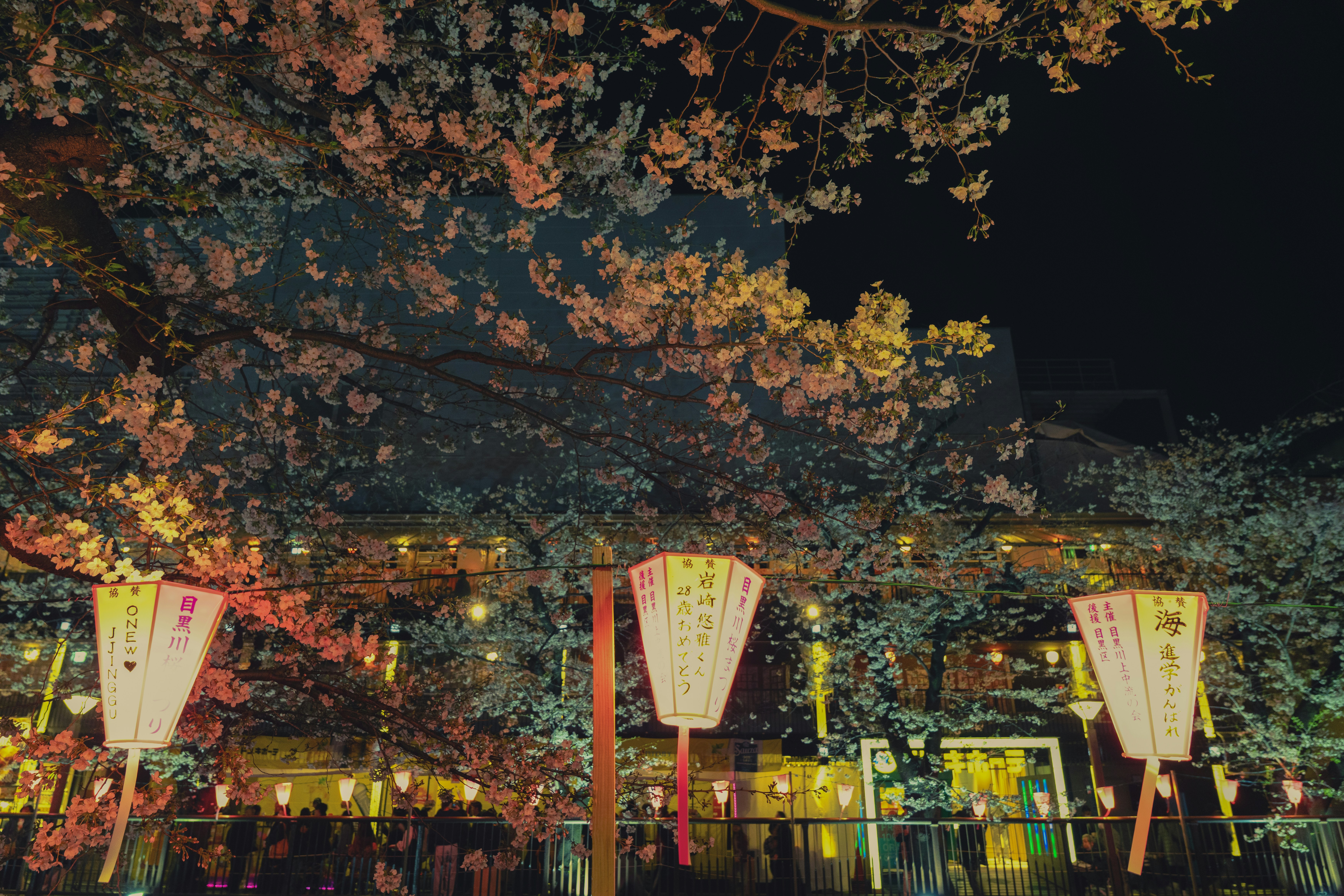 ランタンは夜、咲き誇る桜の木の下に吊るされています