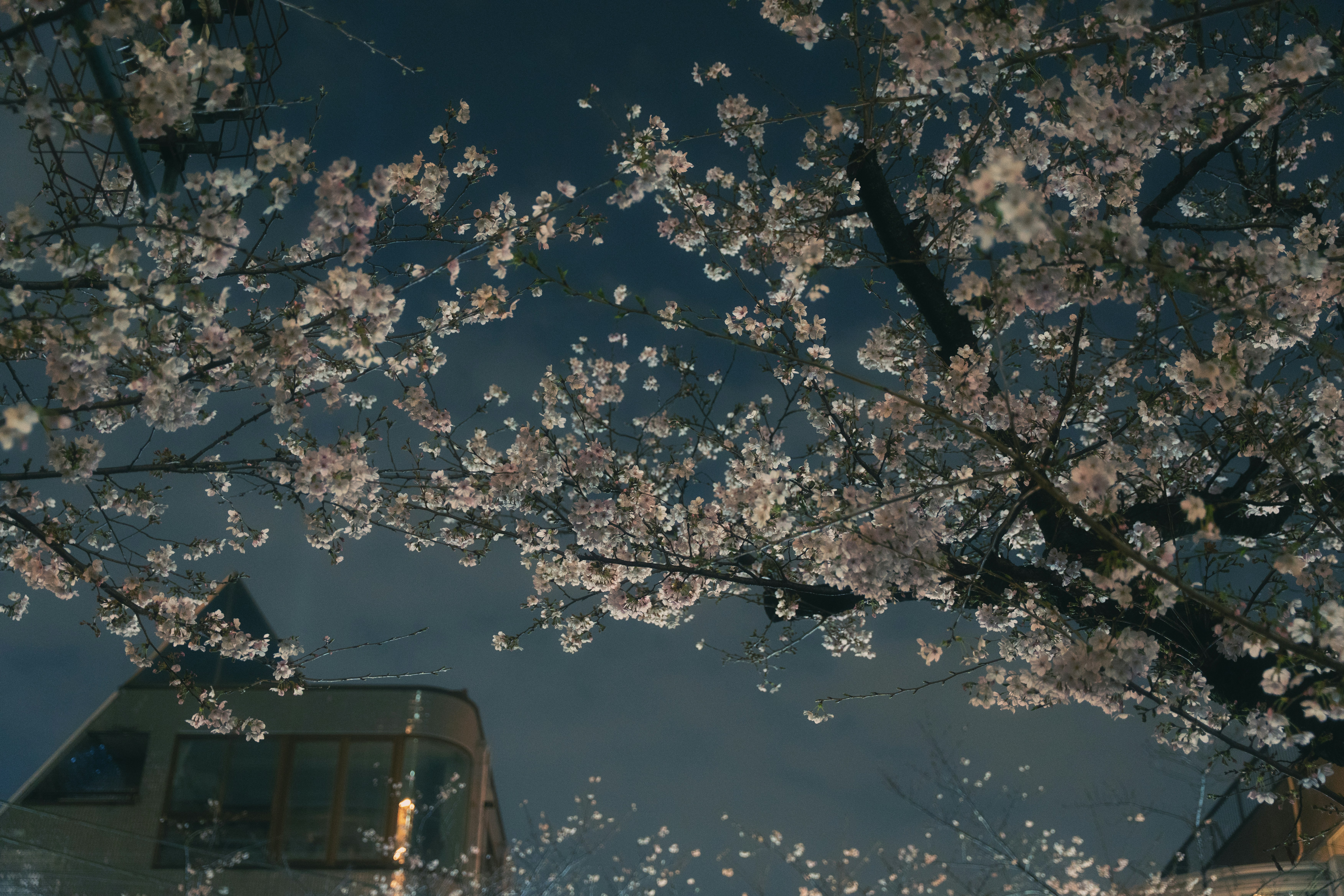 夜の水面に映る桜の花。