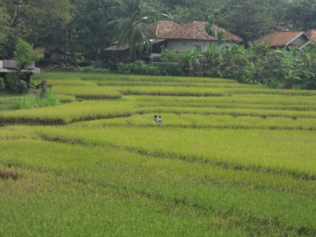 Sawah terasering dengan rumah-rumah desa di latar belakang
