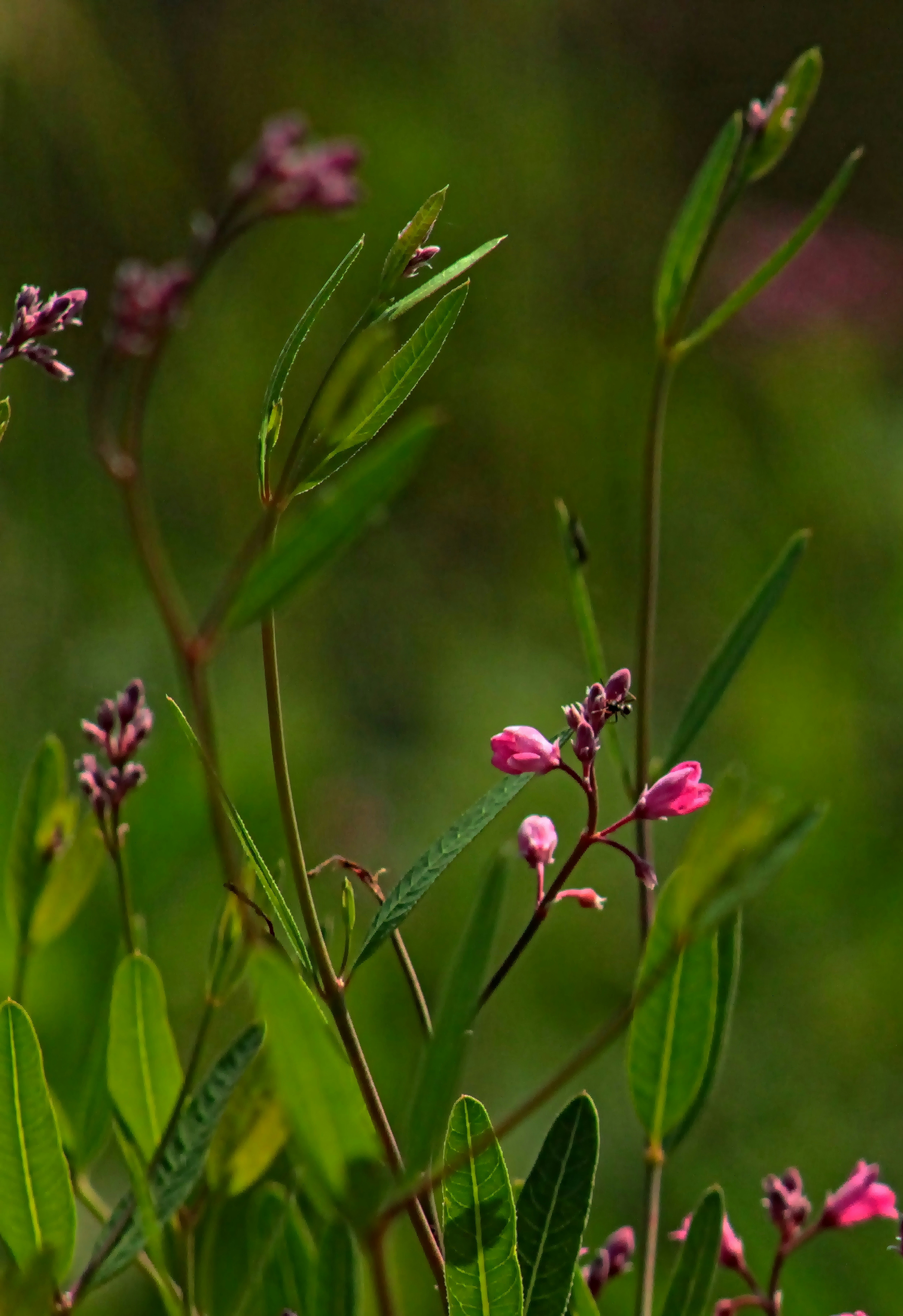 Delicate pink flowers bloom on a green plant.