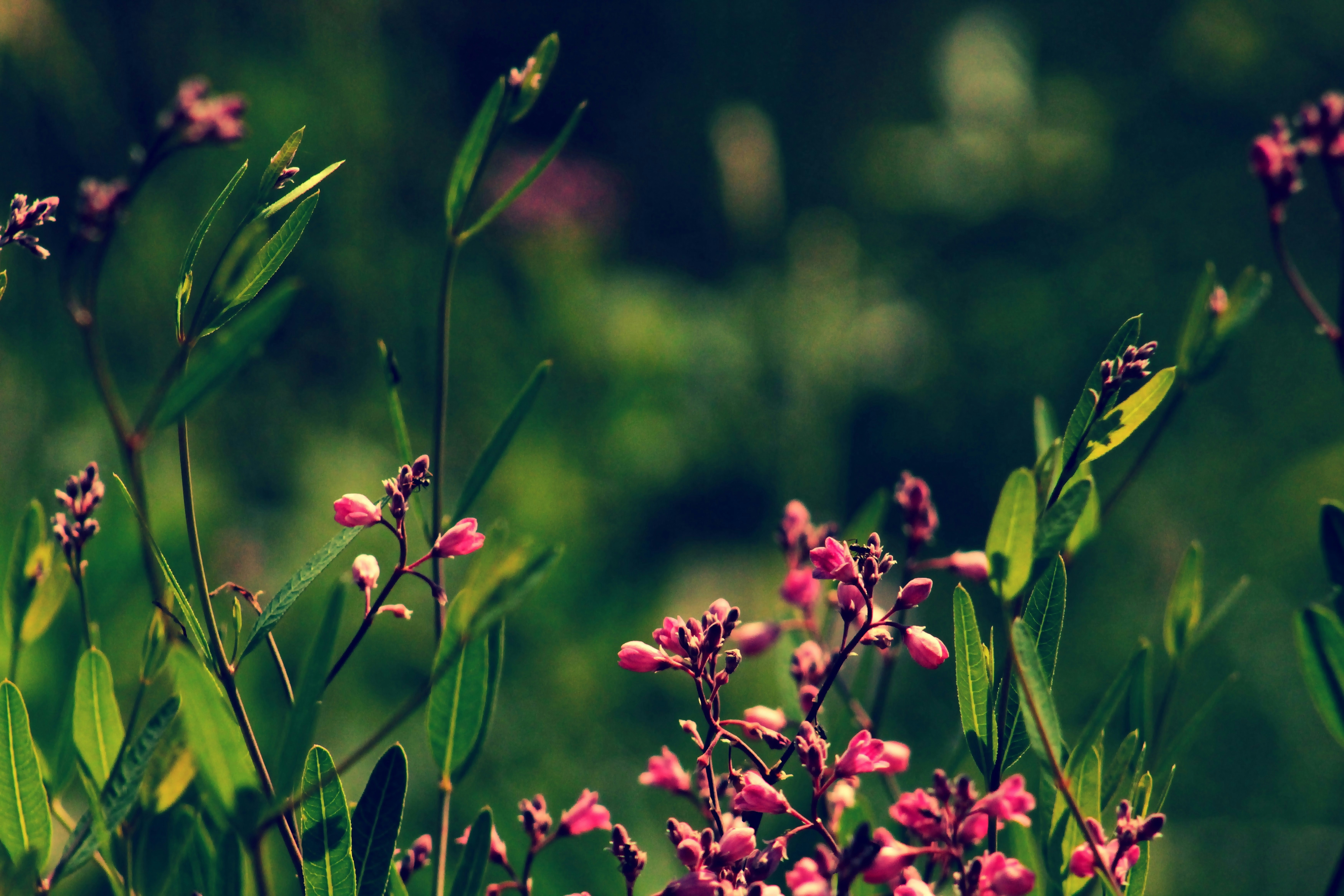 Delicate pink wildflowers bloom in a sunlit meadow.