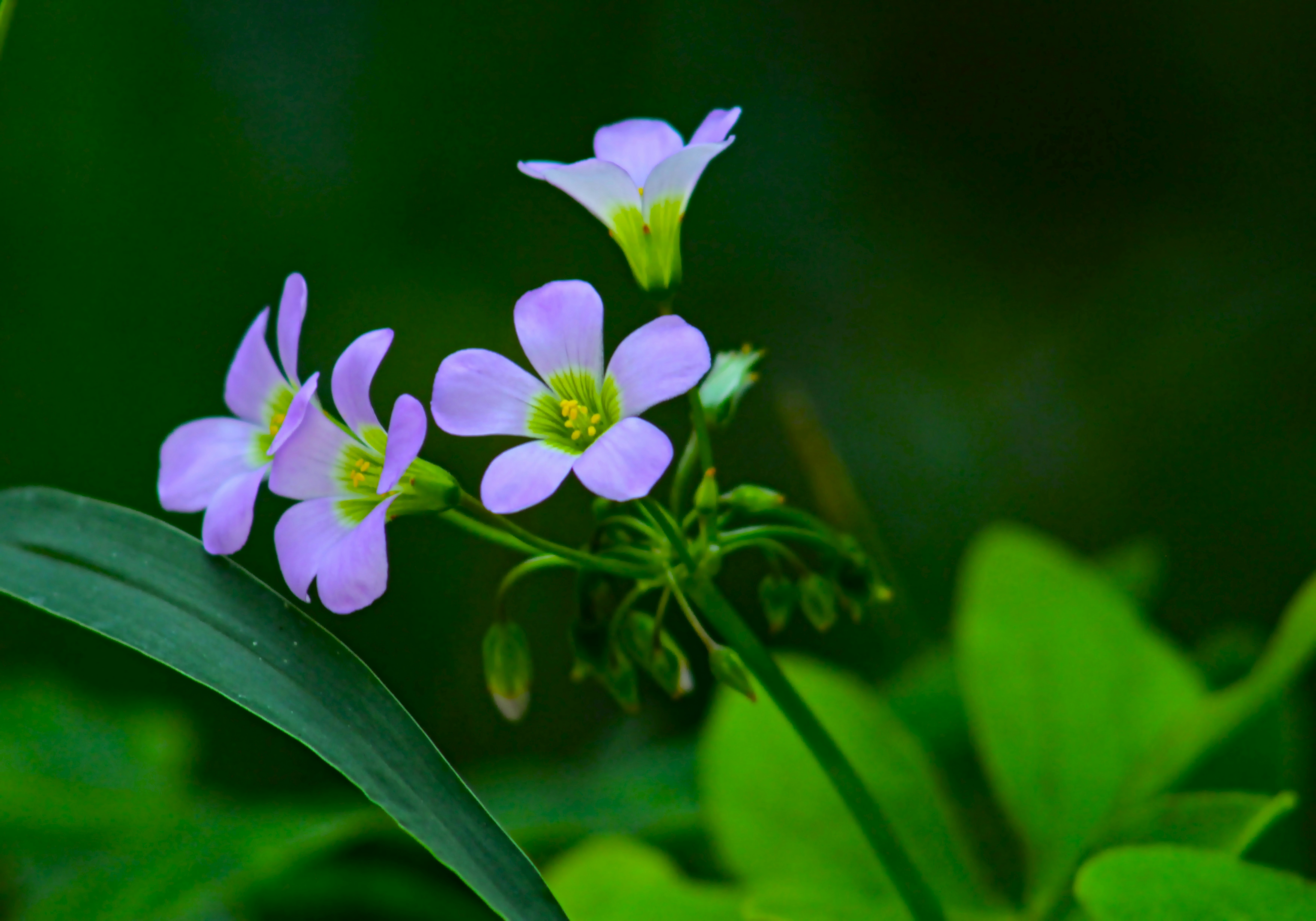 Delicate purple flowers bloom against a blurred green background.