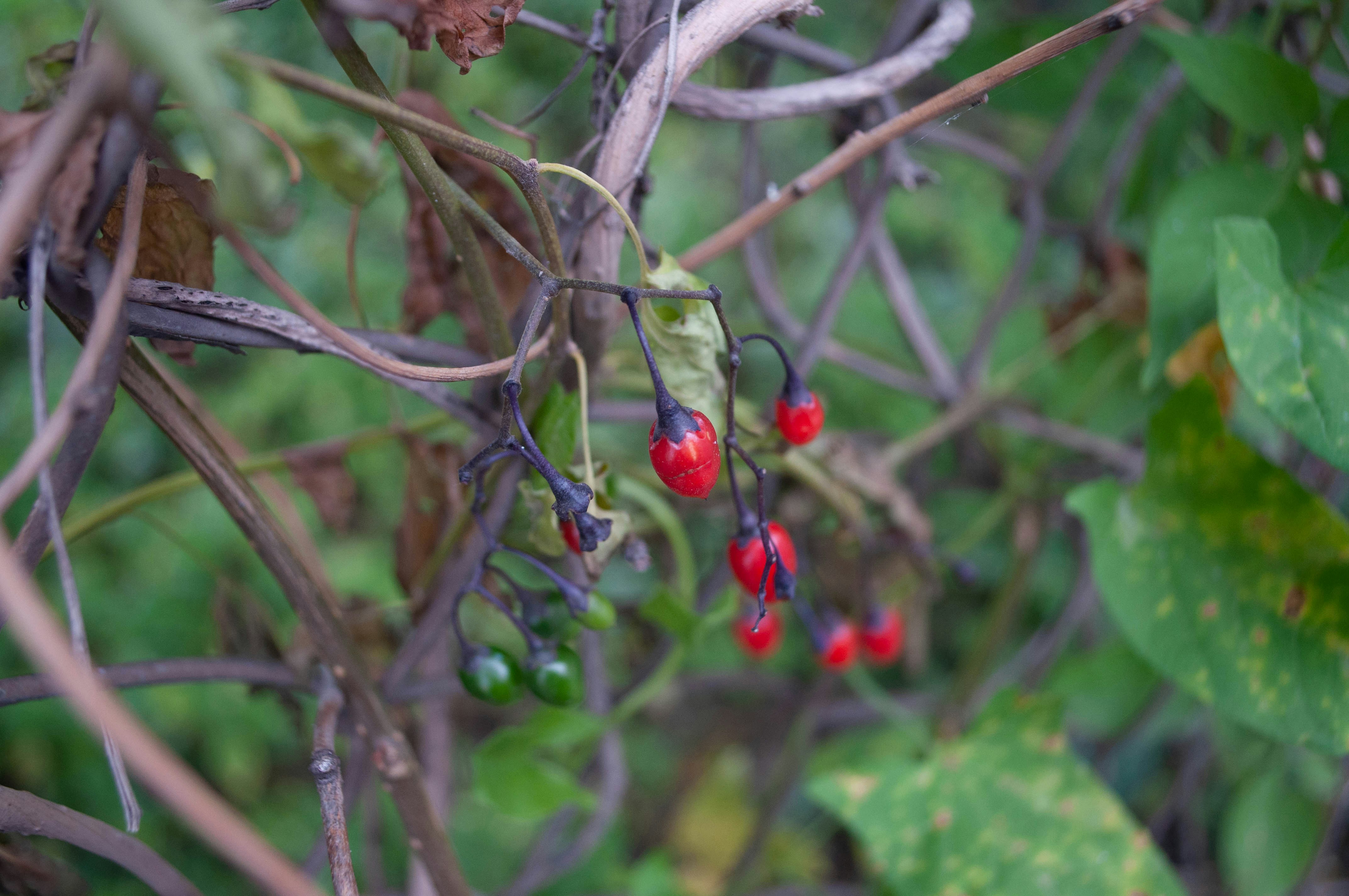 Bugün öğrendim ki: Eğer hasat edilmezse...