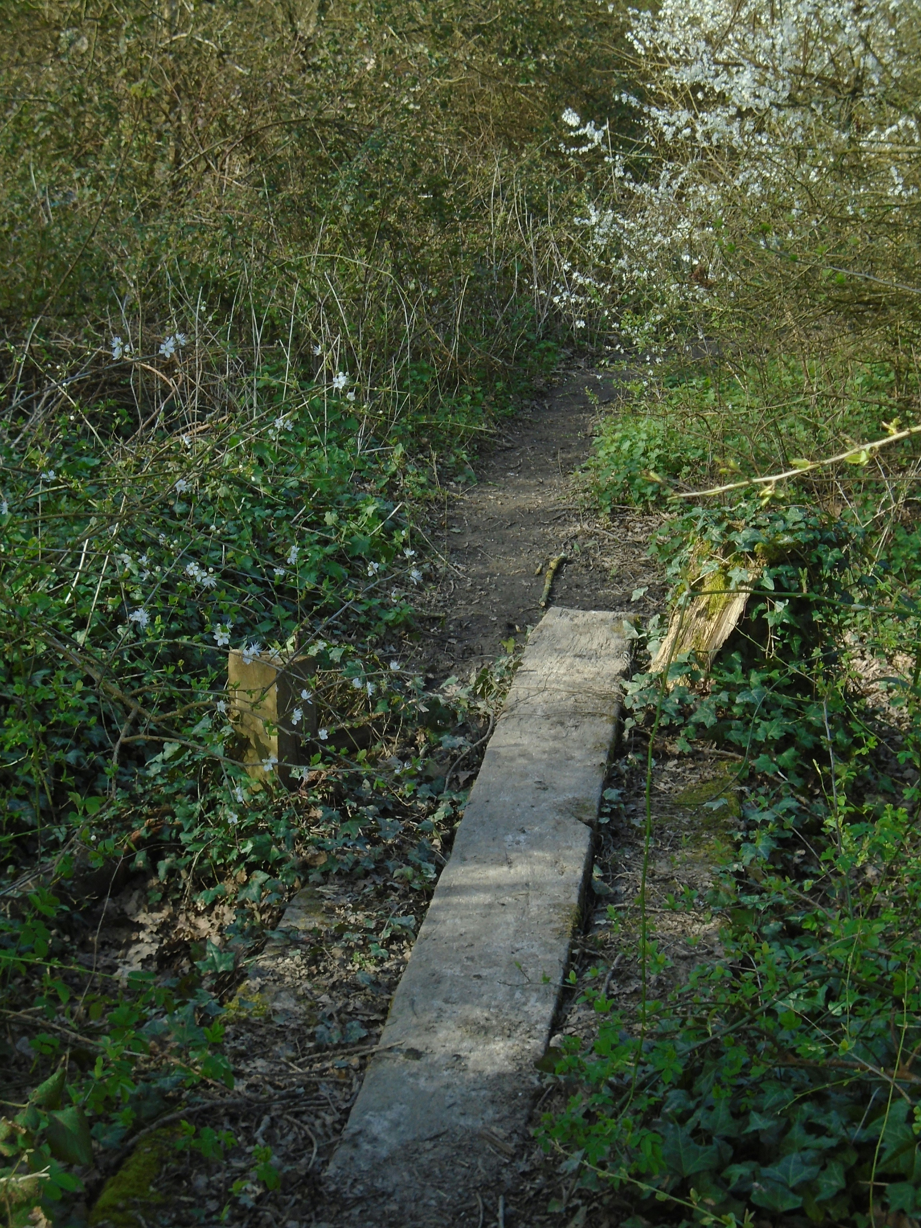 Photo by hiddenhollows