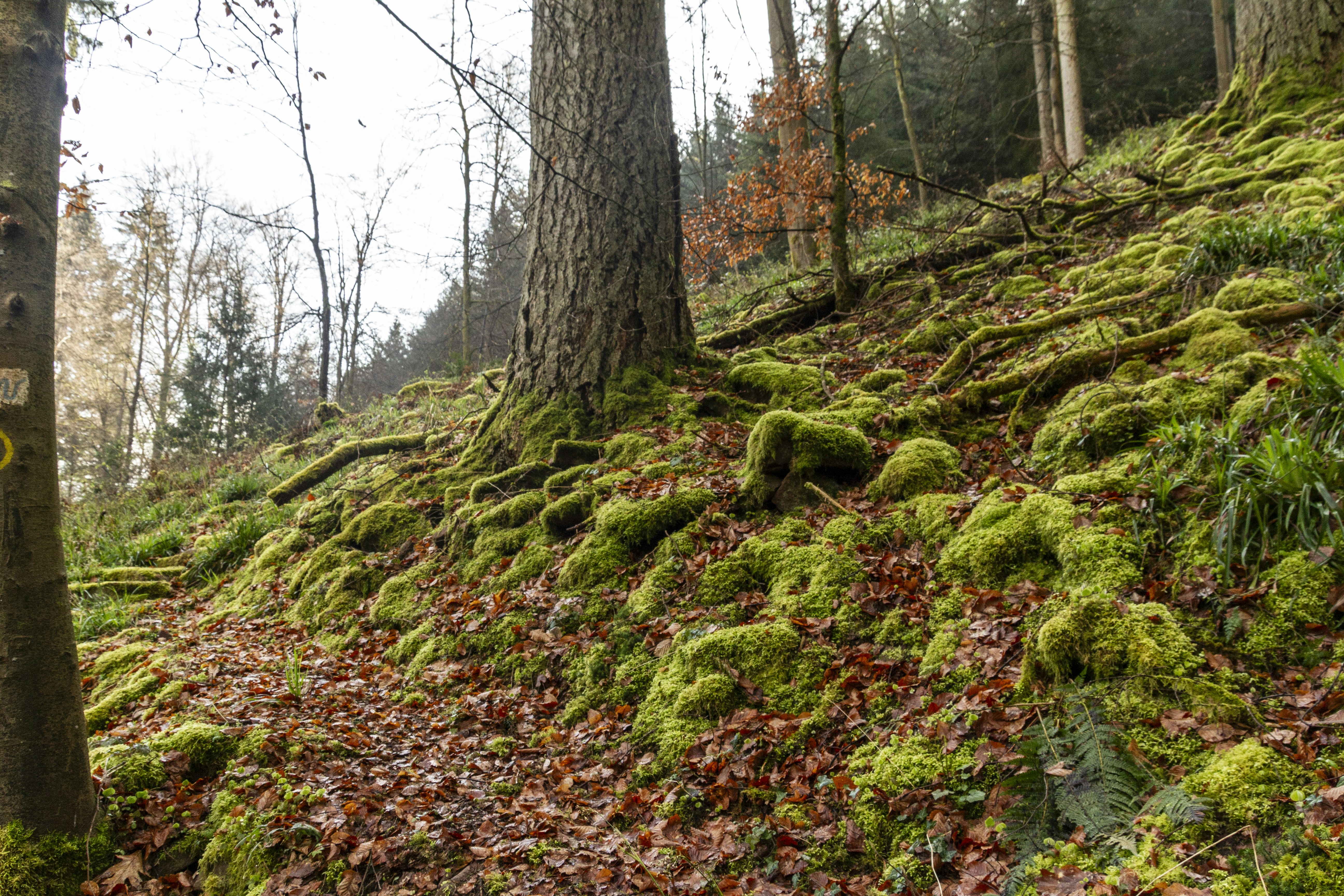 Photo by solaine