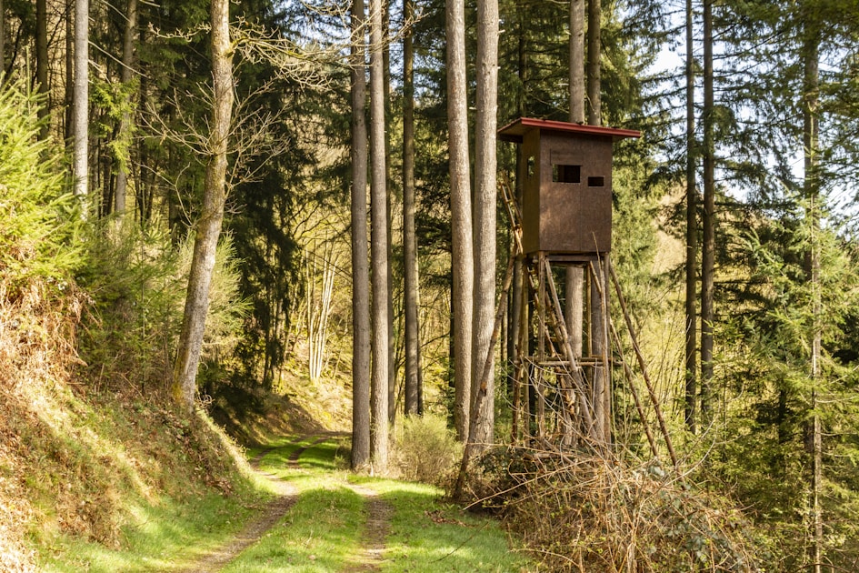 Trophy whitetail buck in Ohio farmland and timber edge habitat during rut season