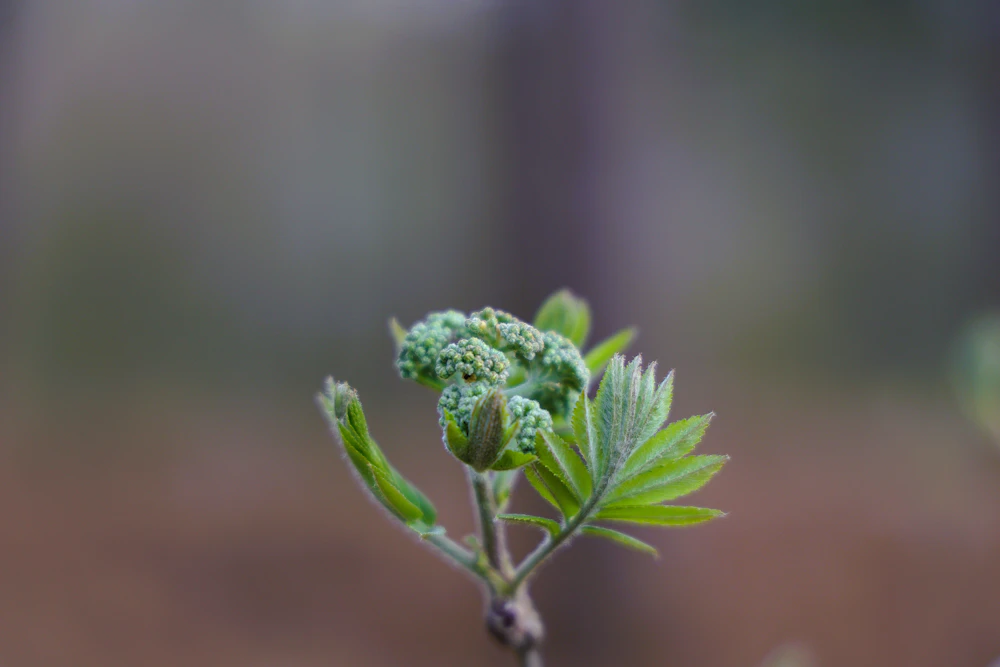 A small tree seedling growing