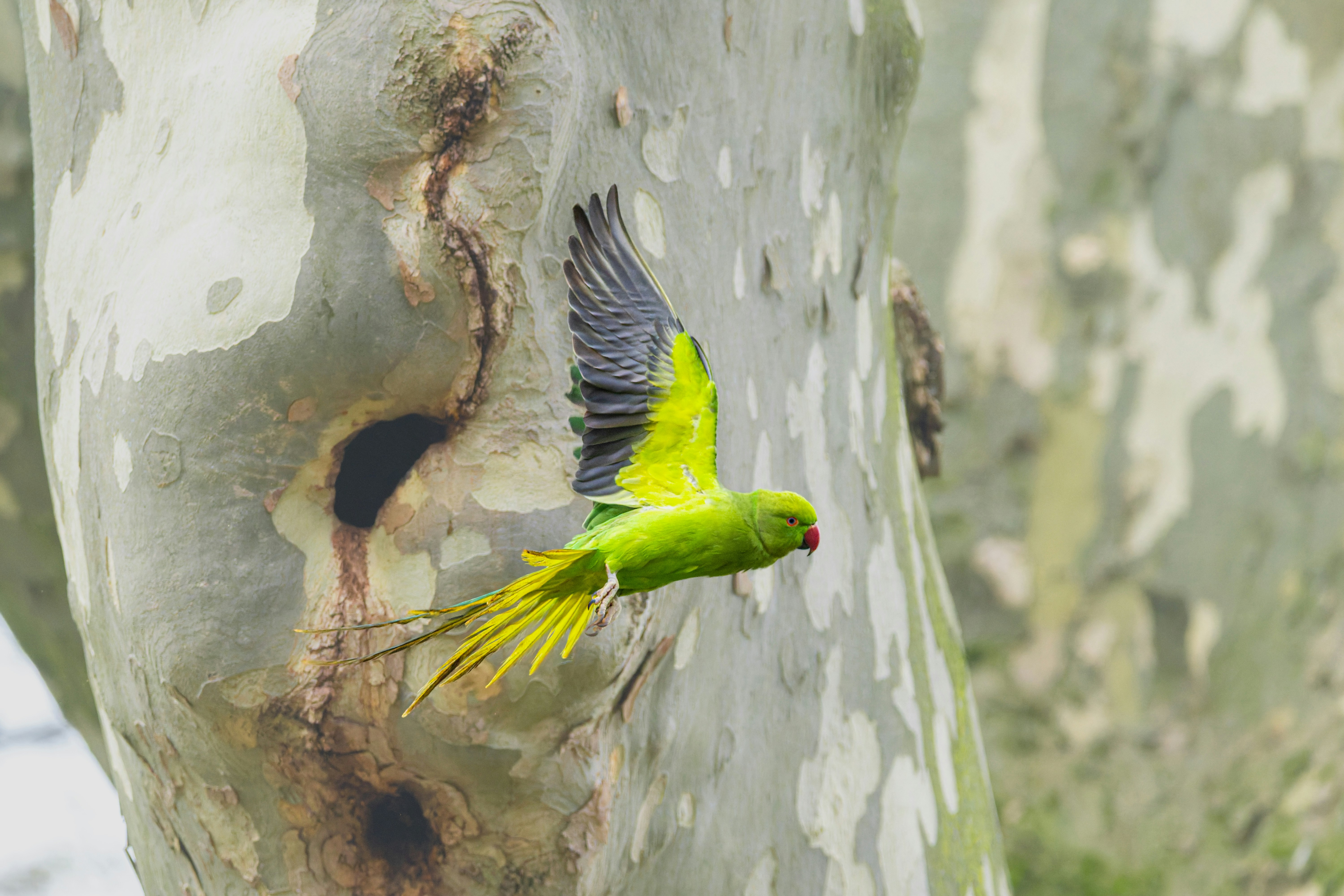 Um papagaio verde voa perto de um tronco de árvore.