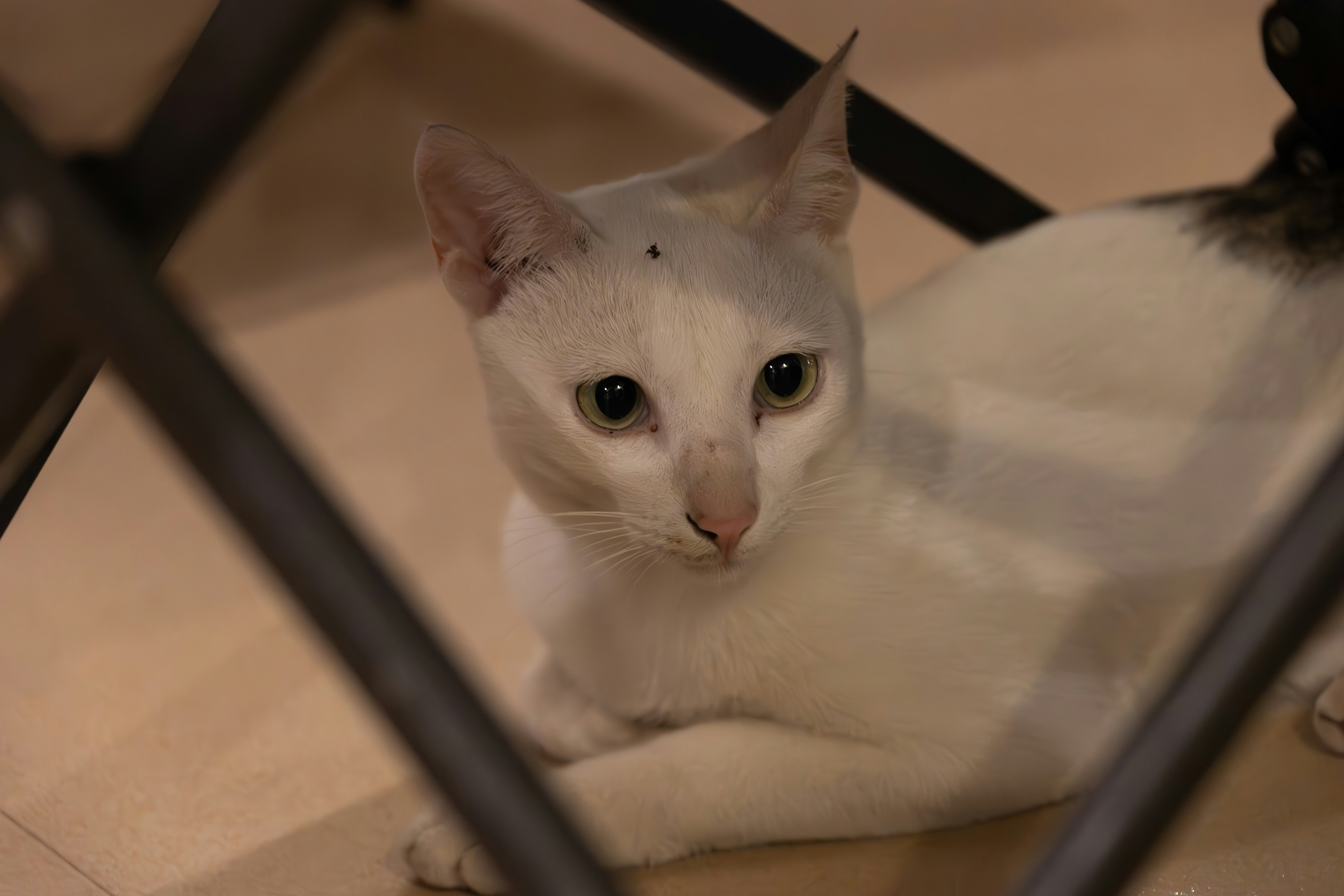 A white cat with brown markings lies down.