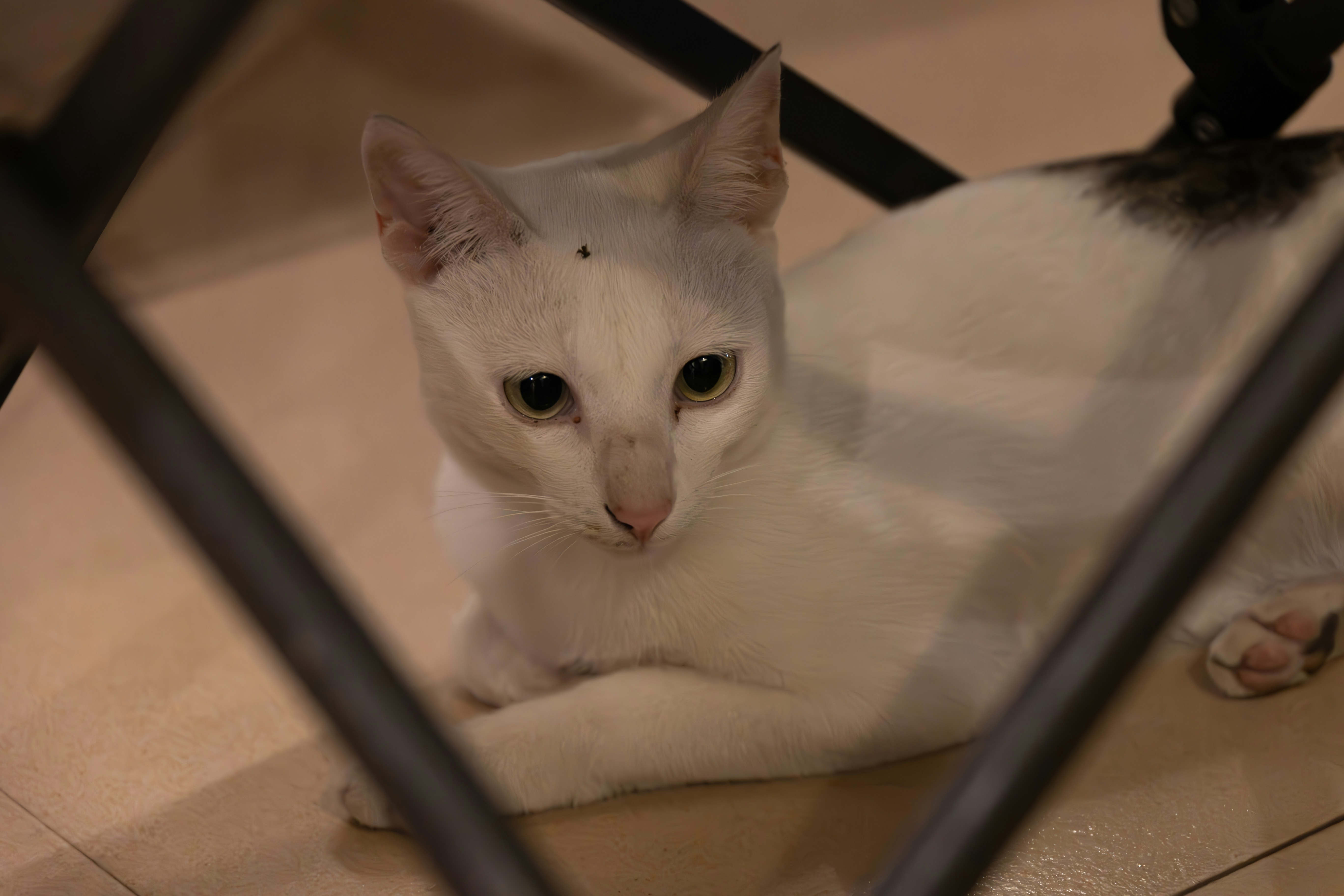 A white cat with dark spots lies on the floor.