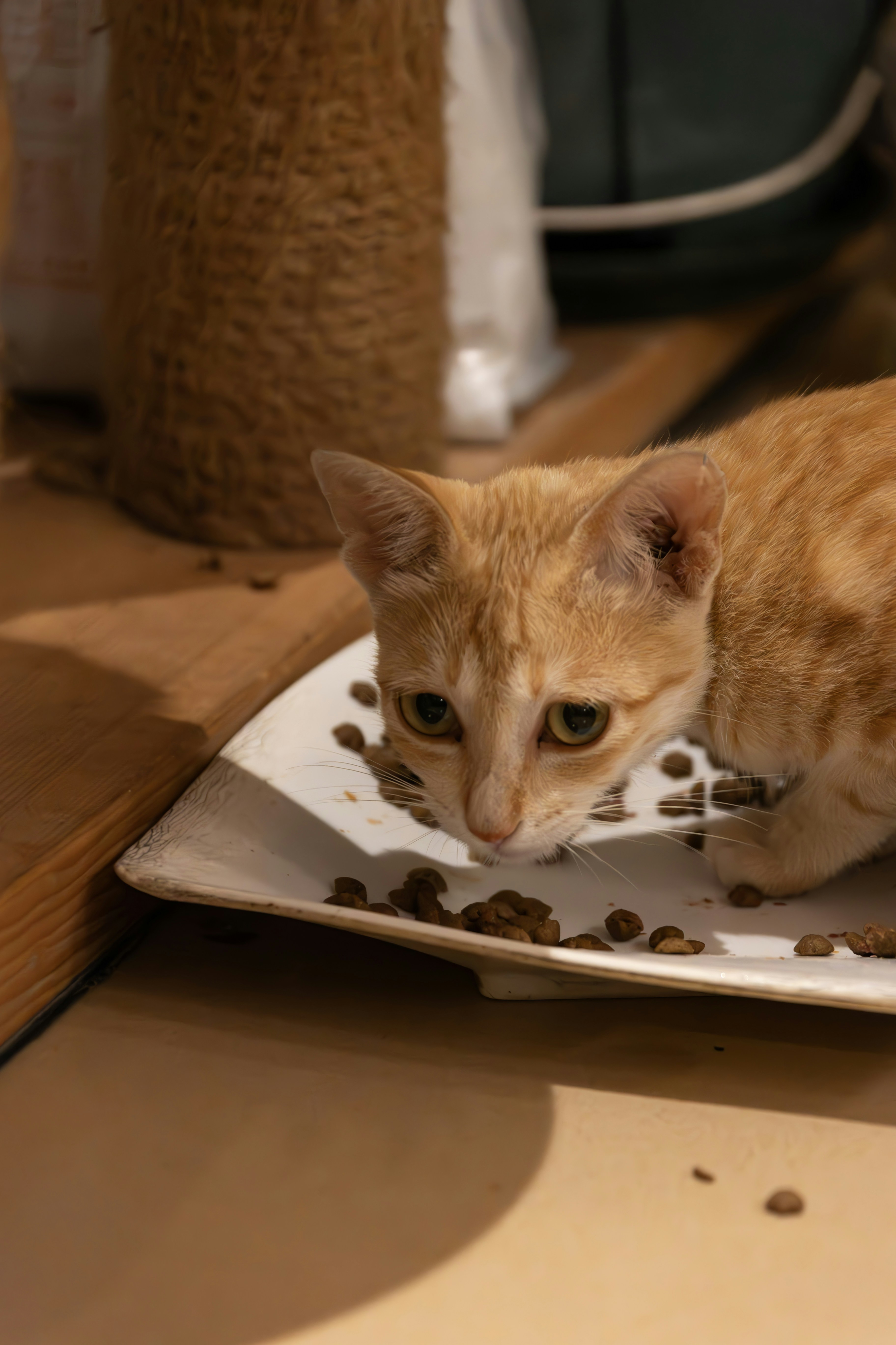 Eine kleine orangefarbene Katze, die Trockenfutter aus einem weißen Napf frisst.