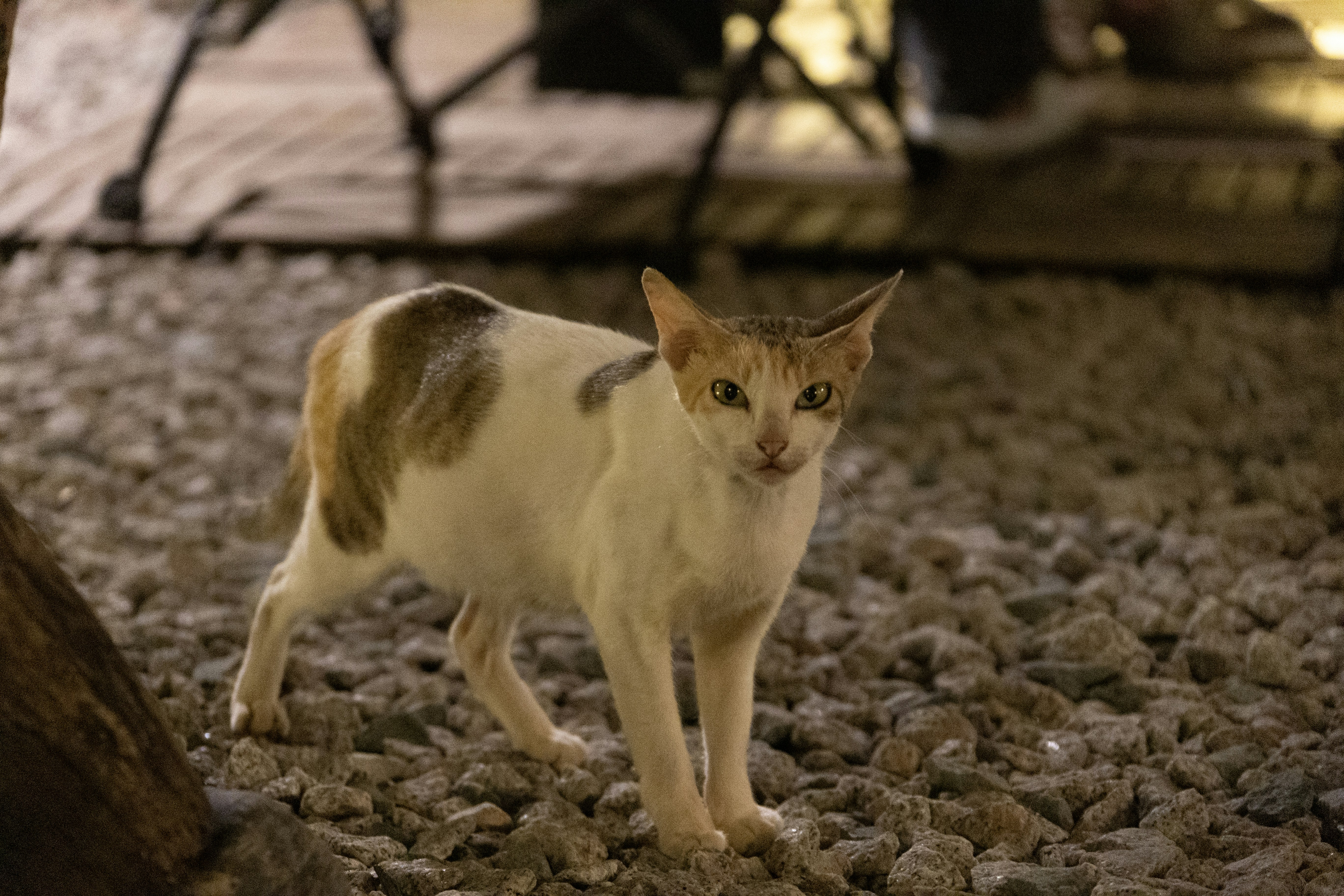A white and tan cat stands on gravel.