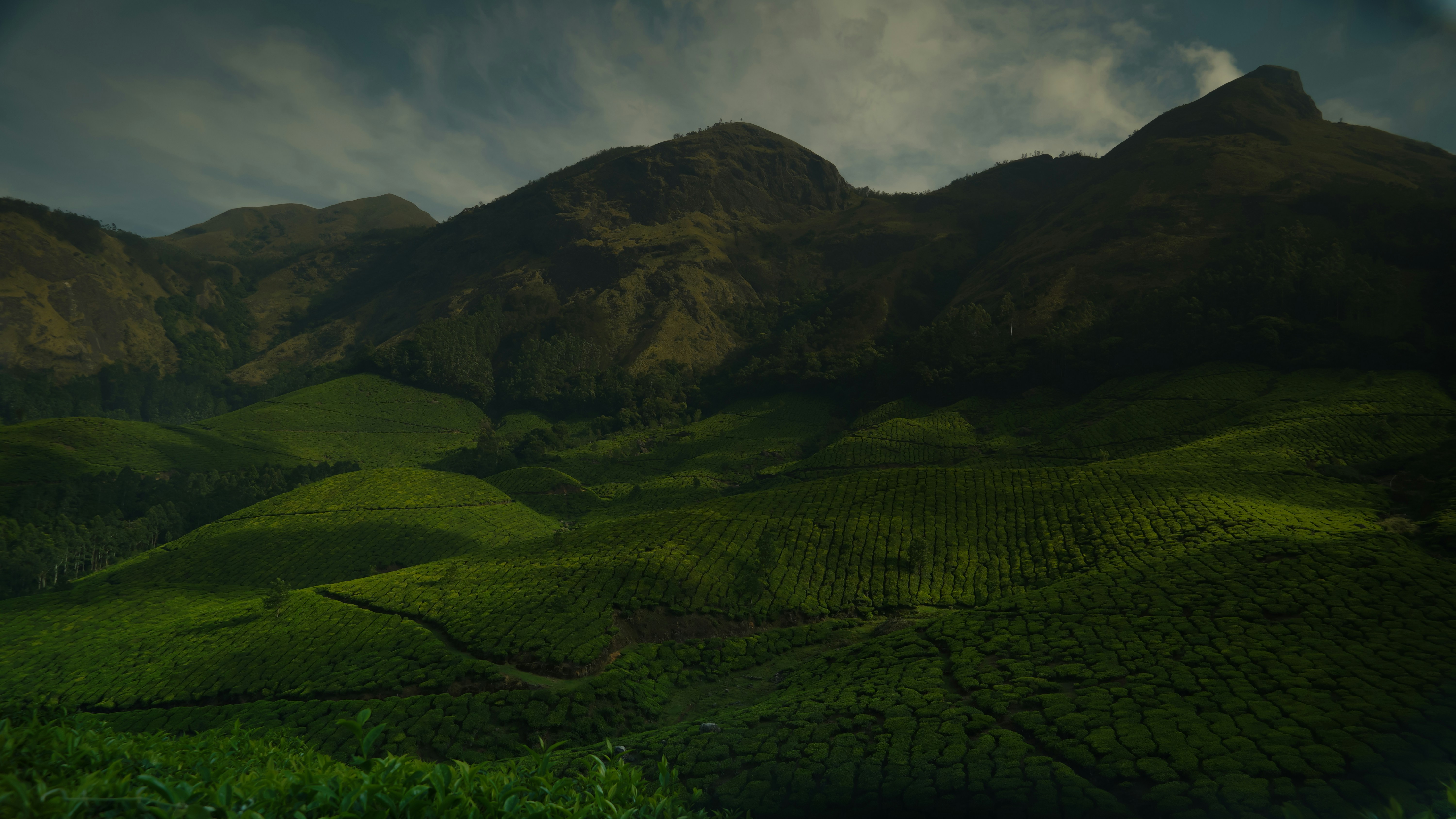 A Whirlwind 2-Day Journey Through Kerala's Highlands and Backwaters