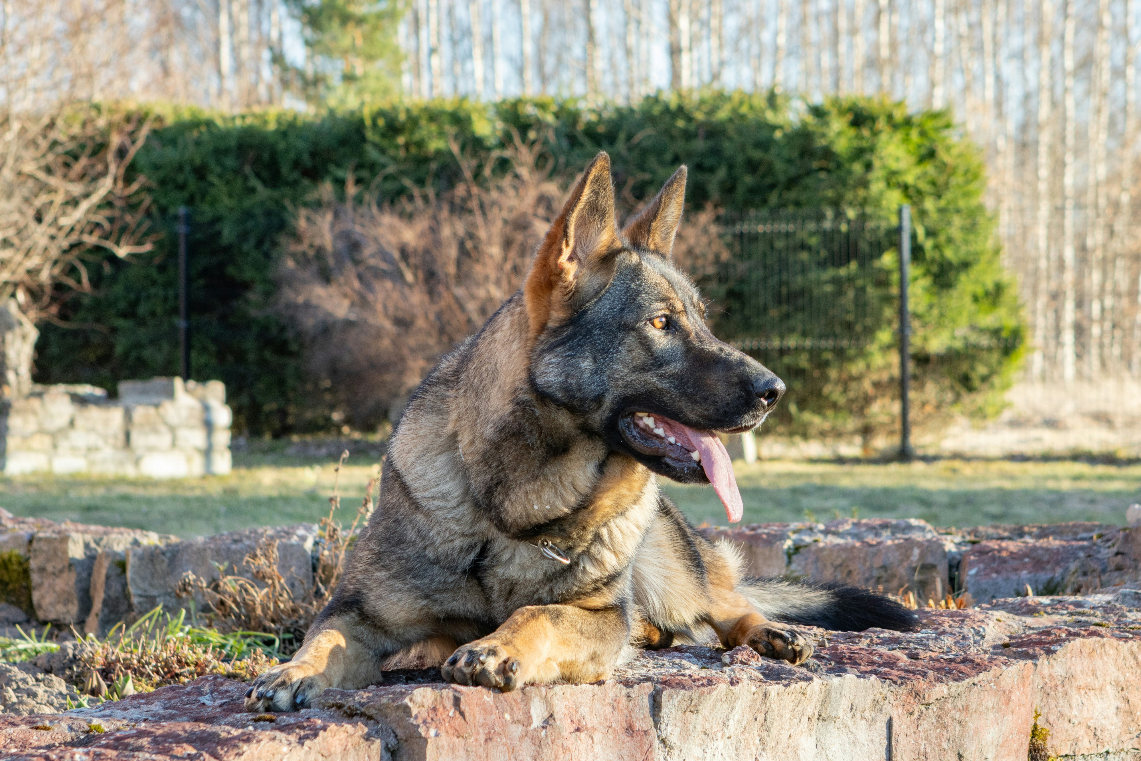 Um pastor alemão descansa ao ar livre em um dia ensolarado.