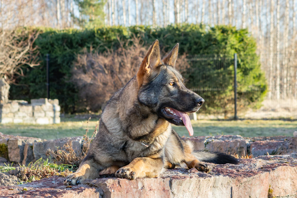 German Shepherd outdoors