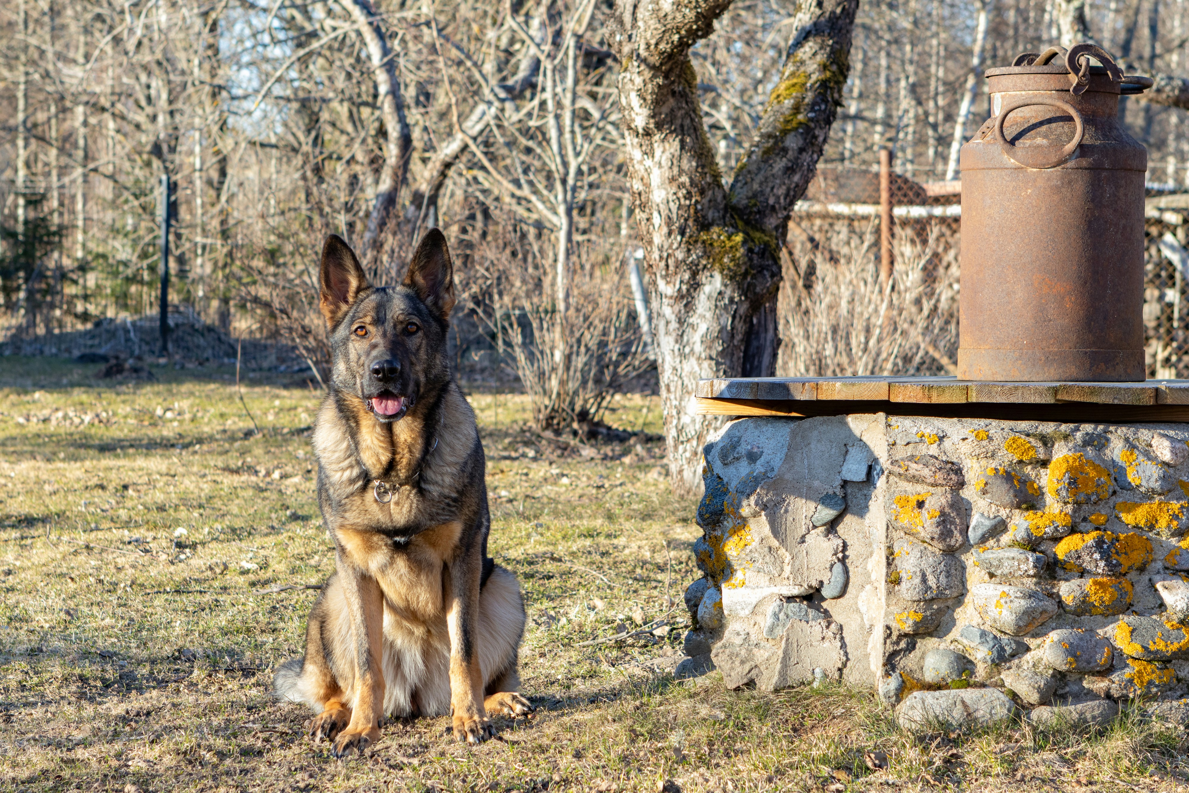 Cão pastor alemão sentado ao ar livre perto de uma estrutura de pedra.