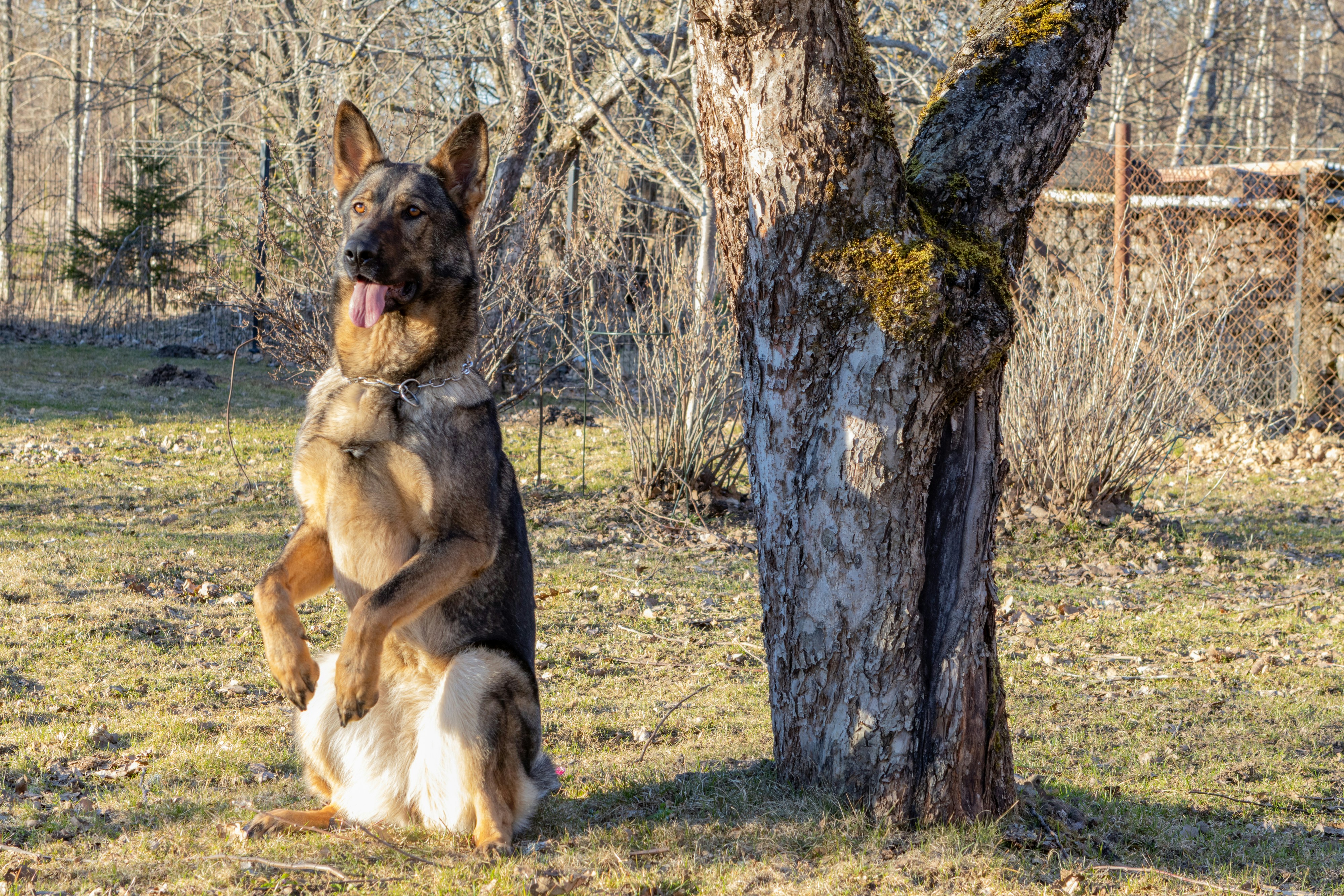 Cão pastor alemão sentado ao lado de uma árvore