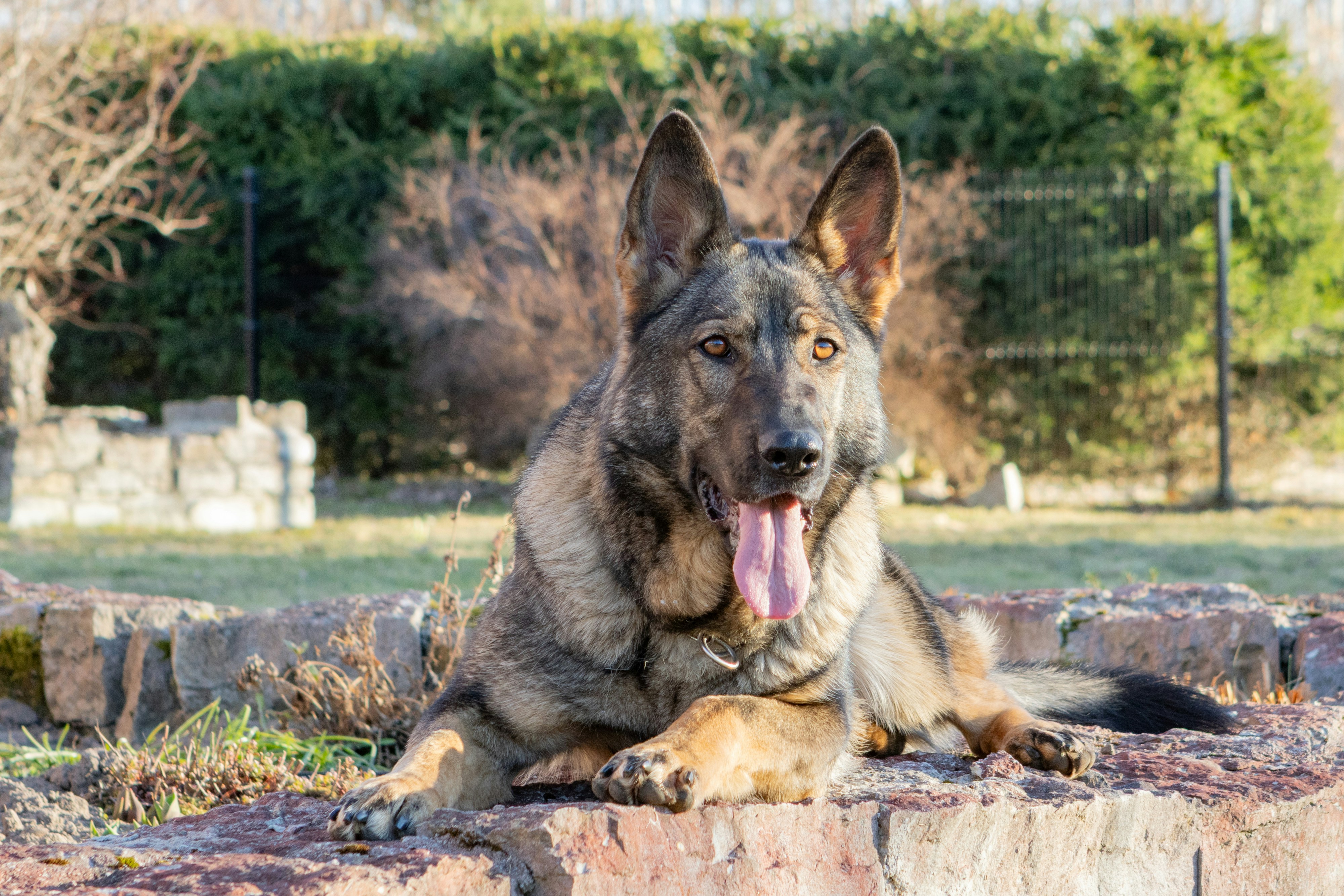 A german shepherd dog lying down outdoors with tongue out.