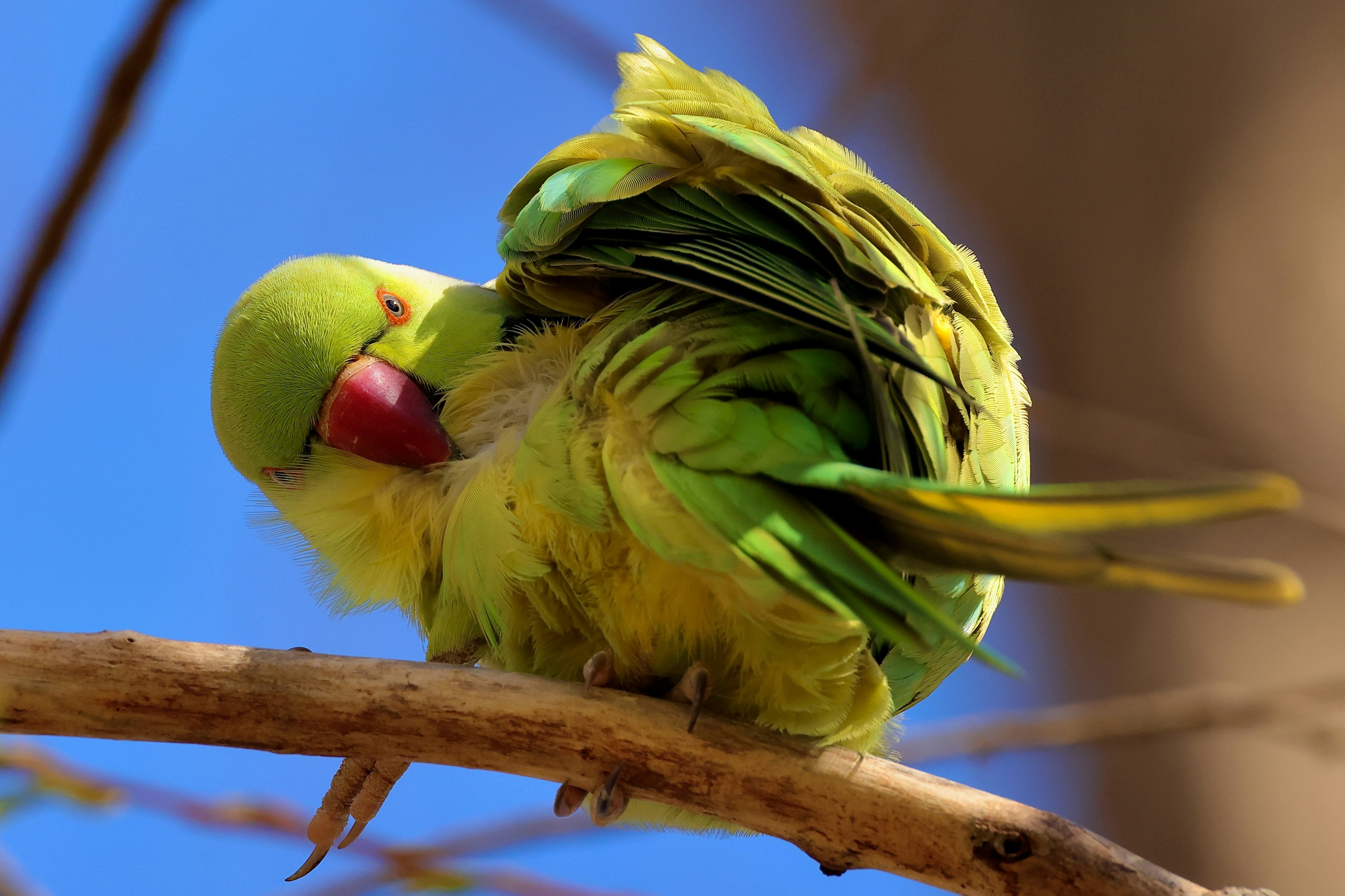 A green parrot preening on a tree branch.