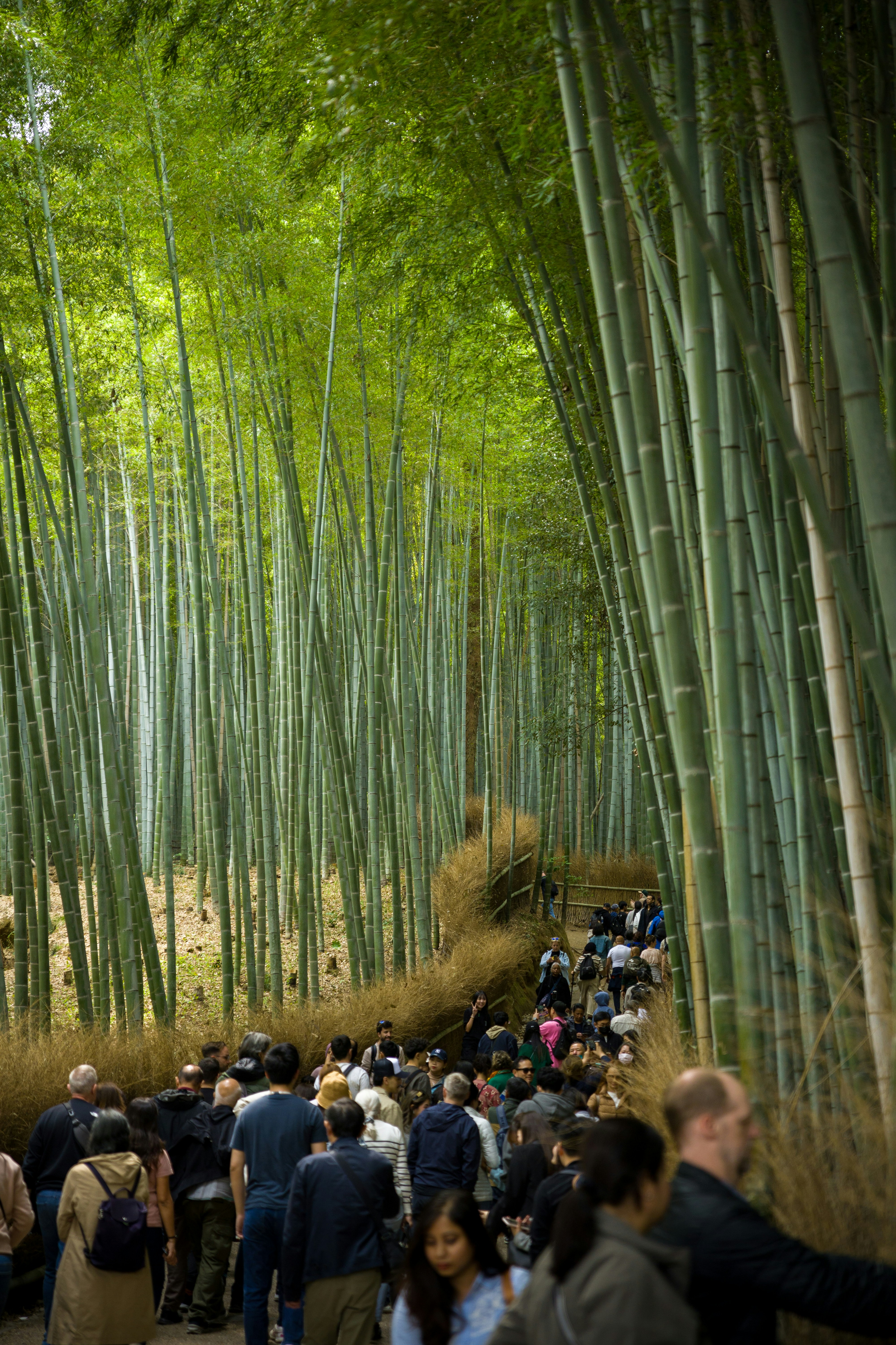 A winding path through a dense bamboo forest