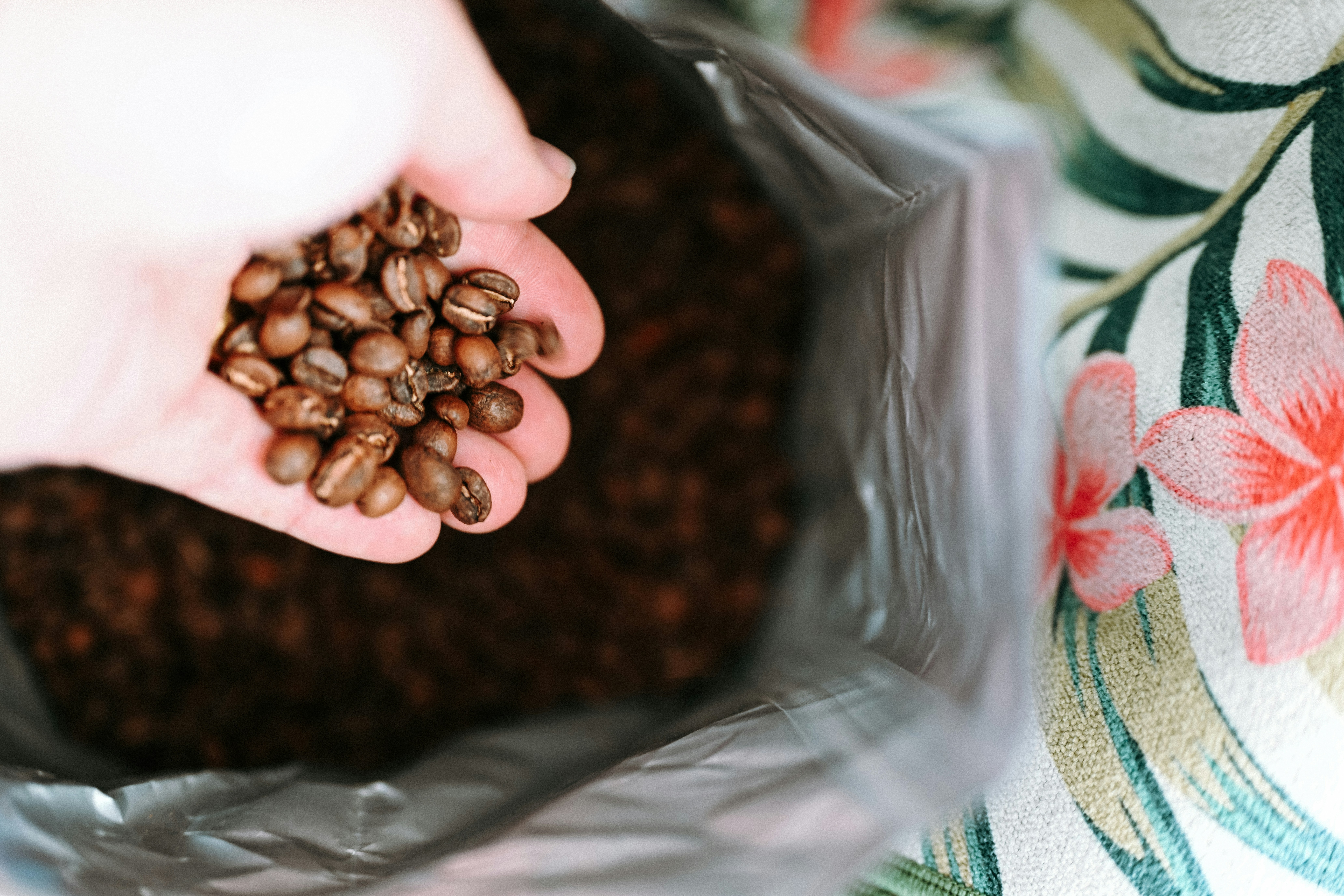 Hand holding roasted coffee beans over a bag.