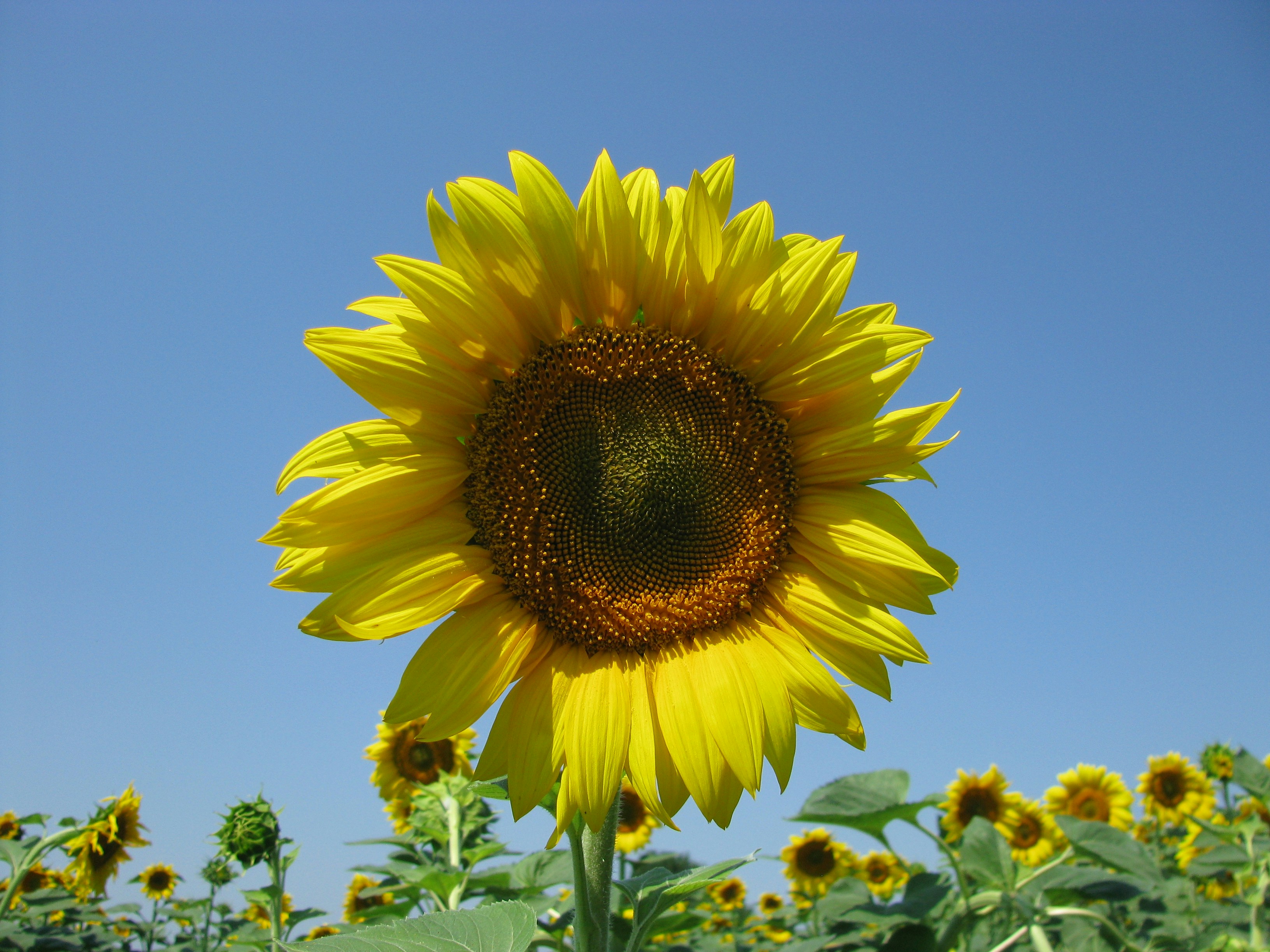 Photo by o_oleksandra