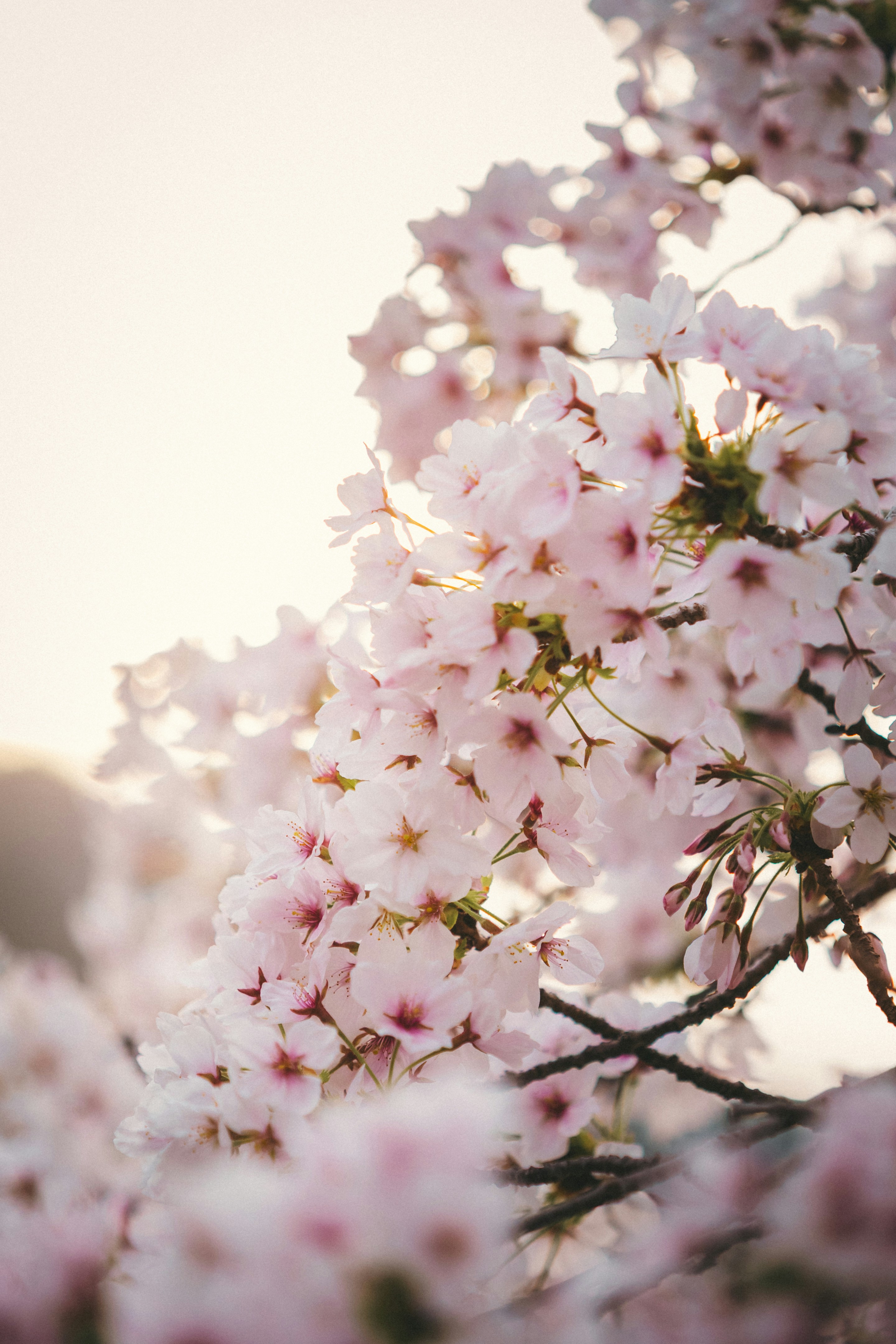 Photo by shoham_avisrur