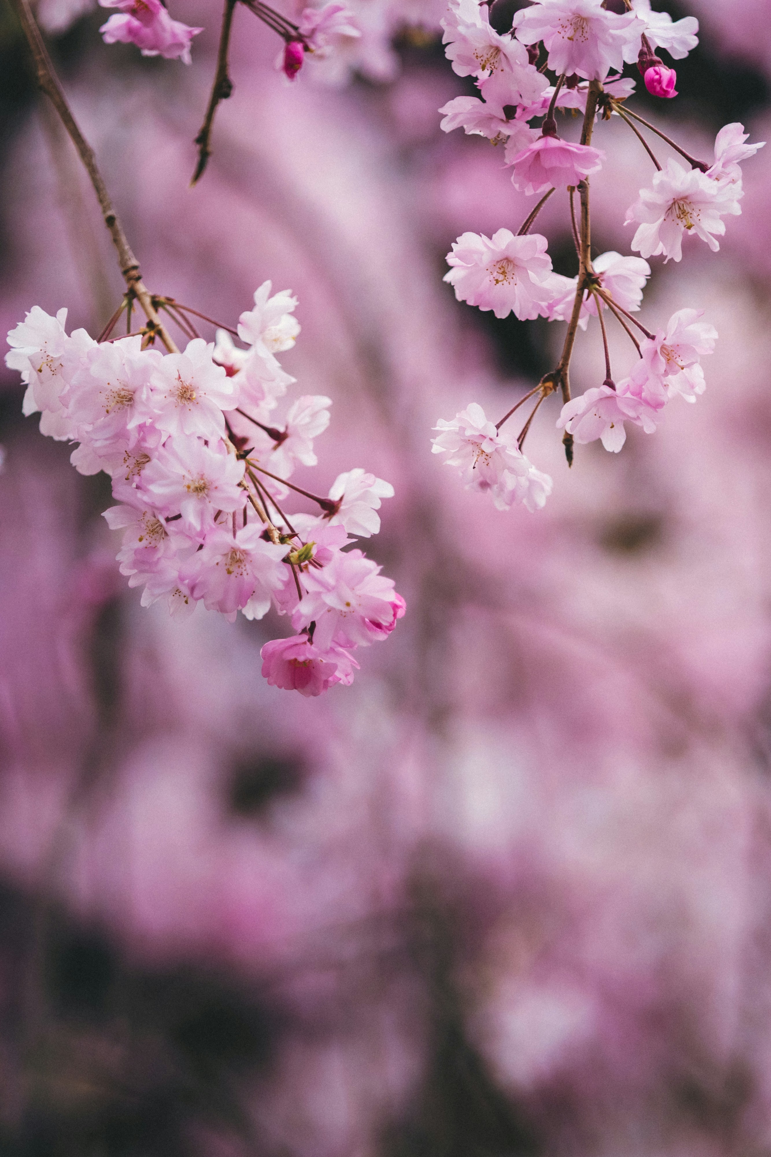 Photo by shoham_avisrur