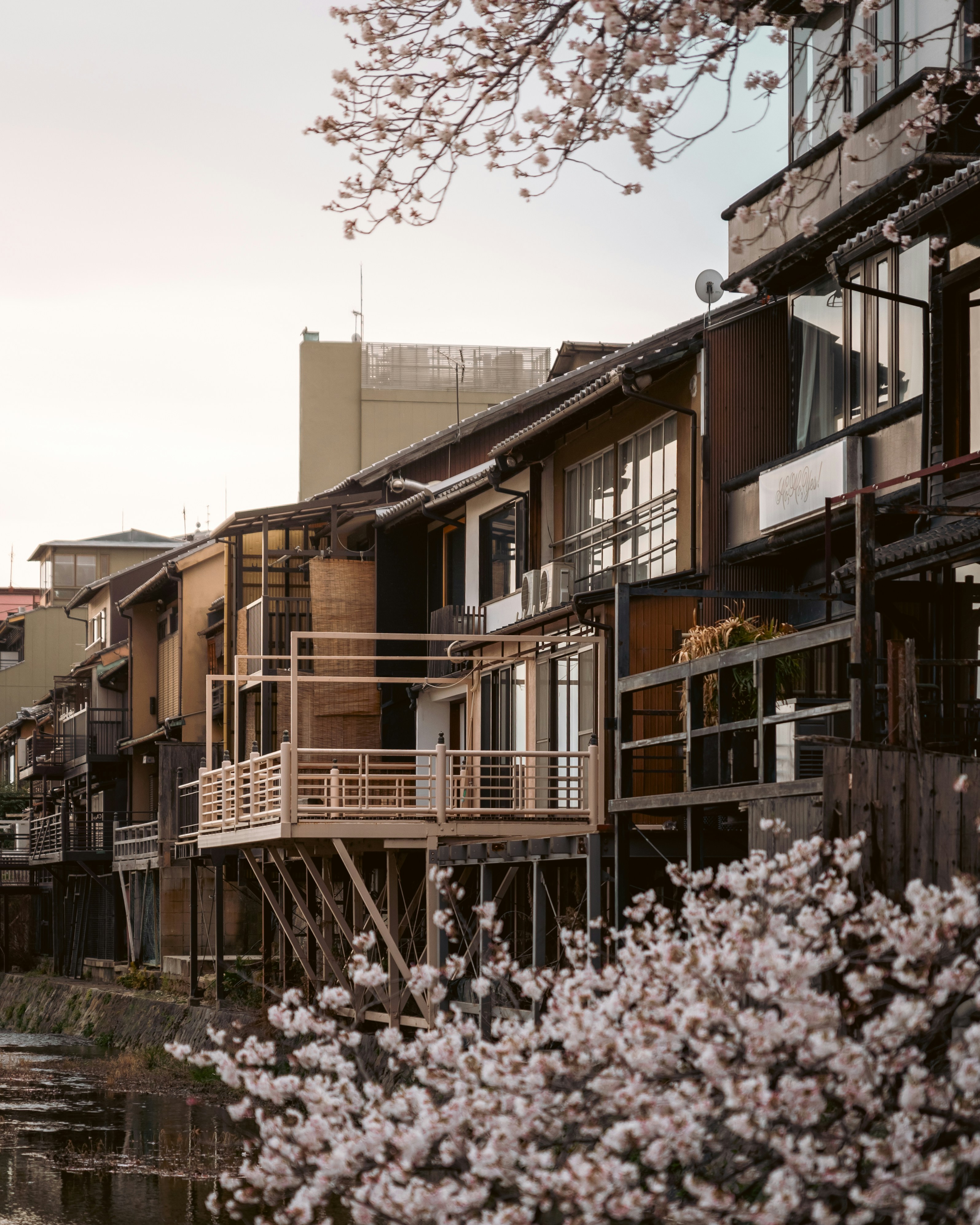 Traditional japanese buildings with cherry blossoms in bloom