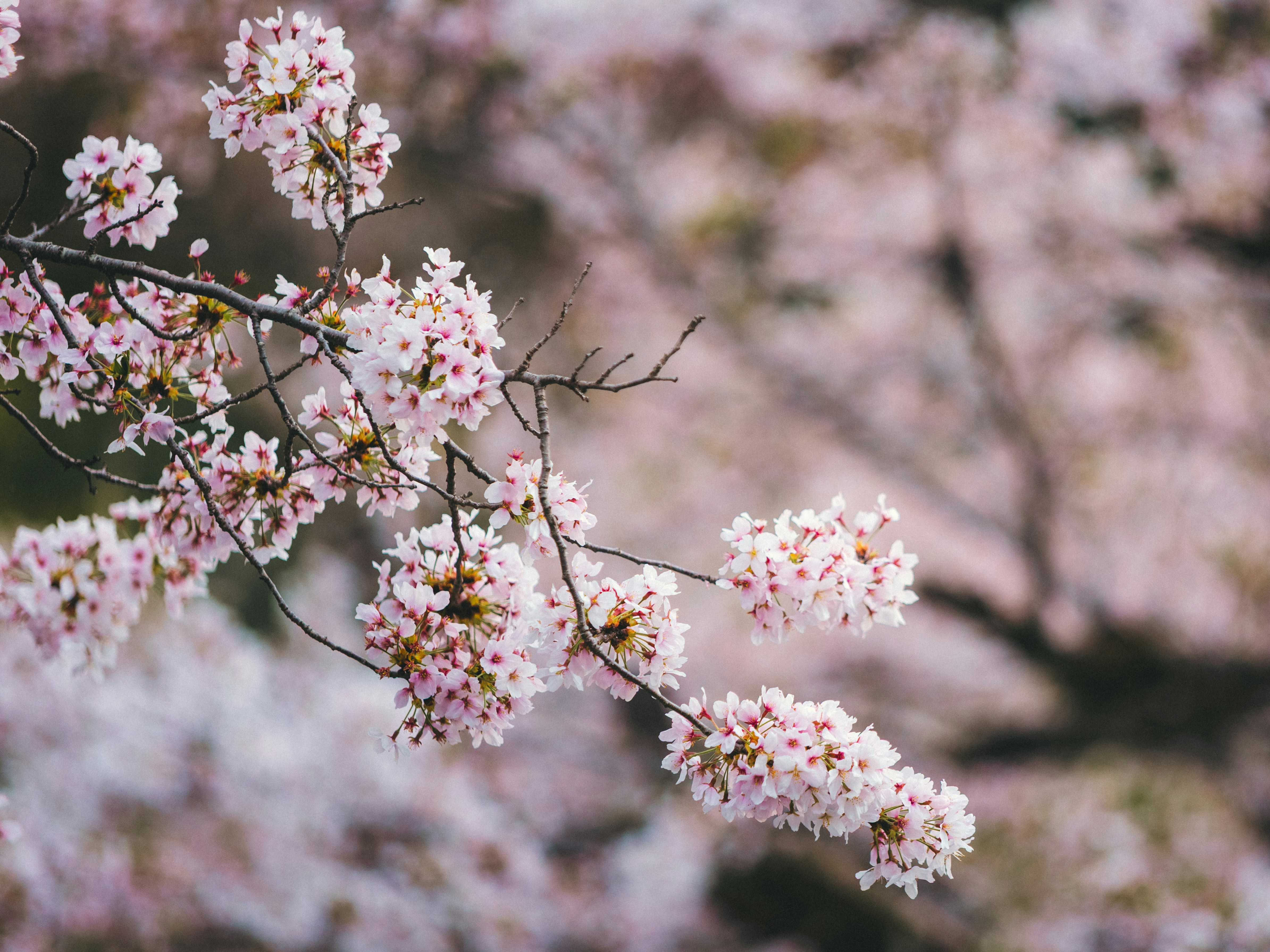 Photo by shoham_avisrur