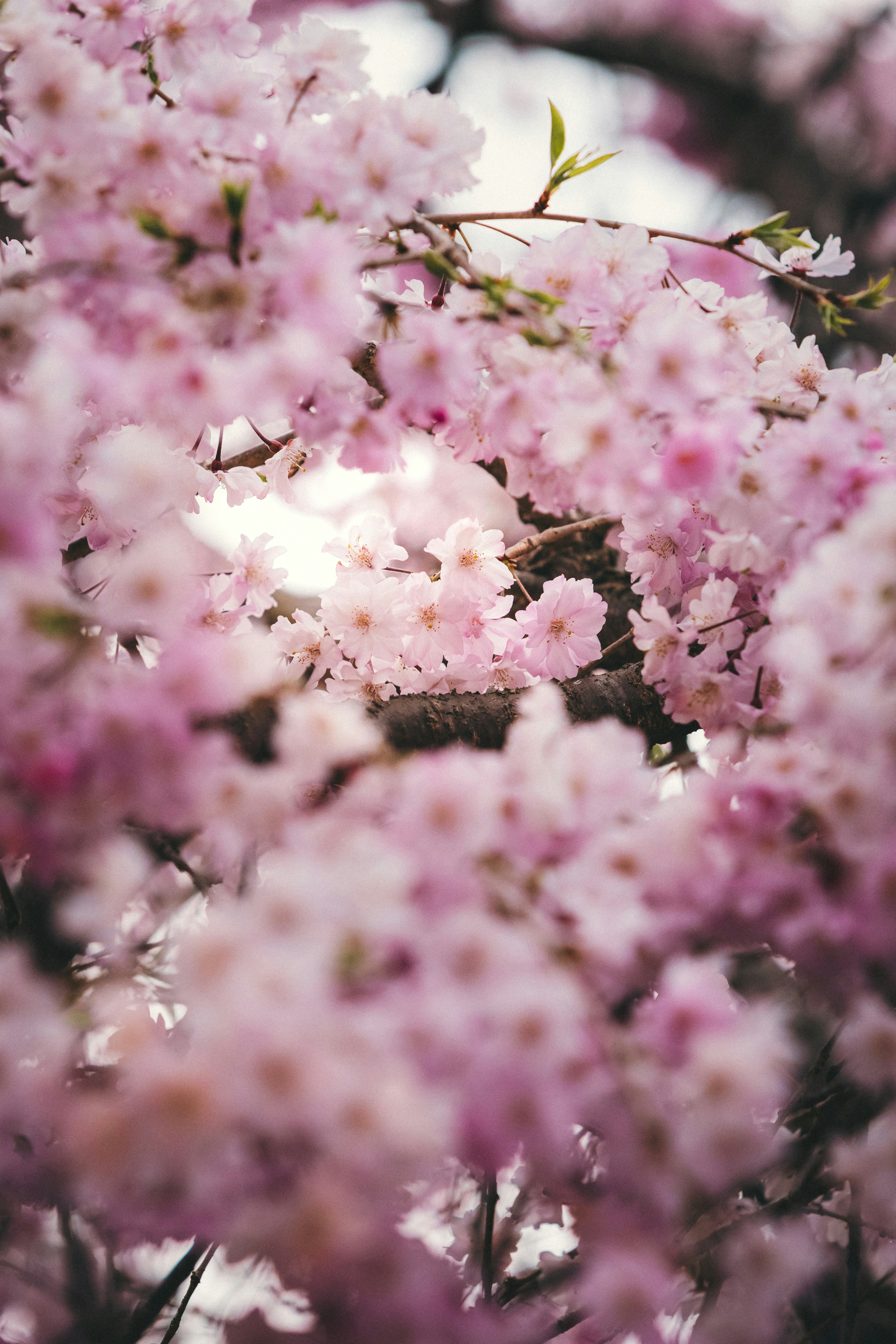 Photo by shoham_avisrur