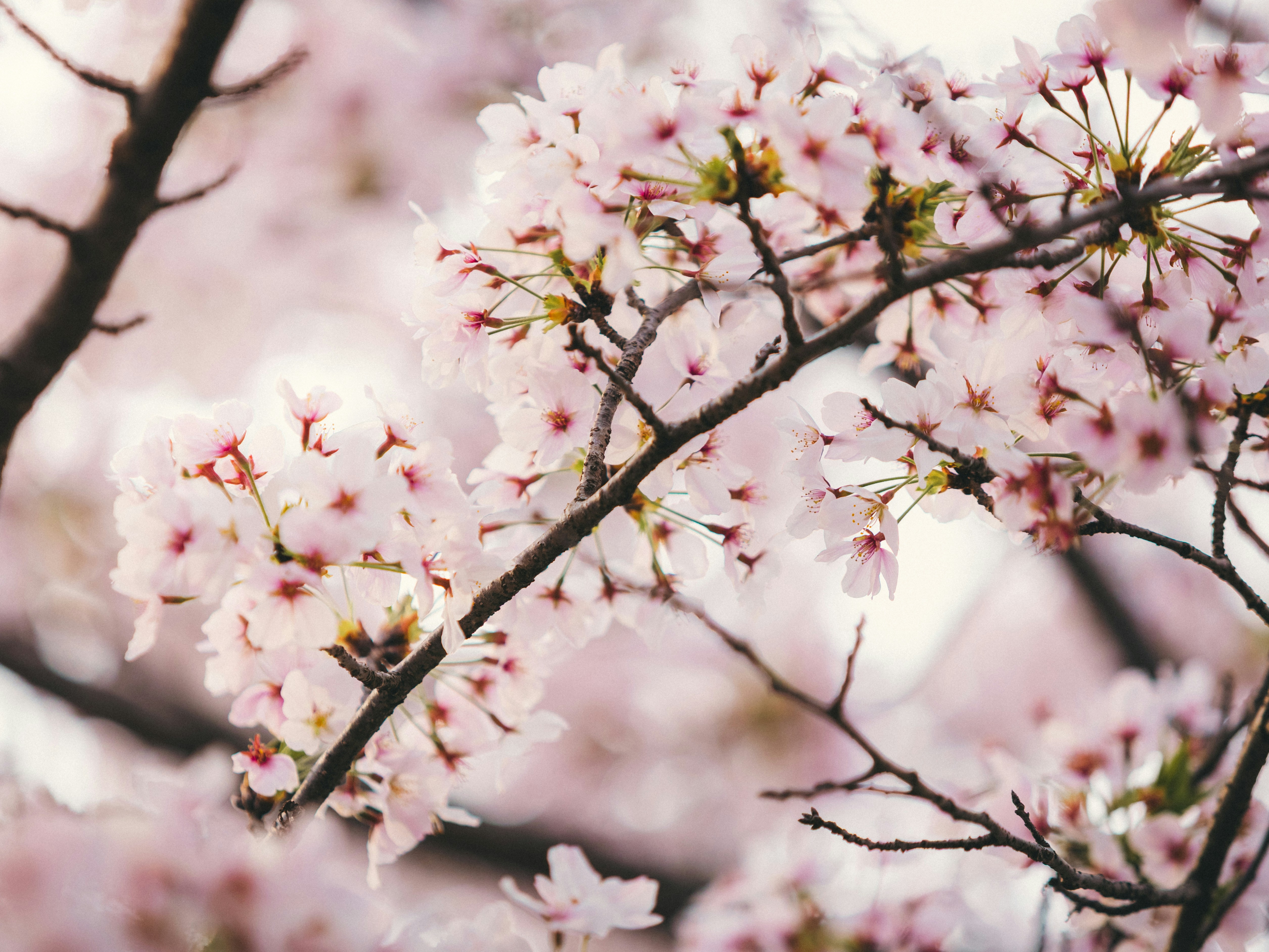 Photo by shoham_avisrur