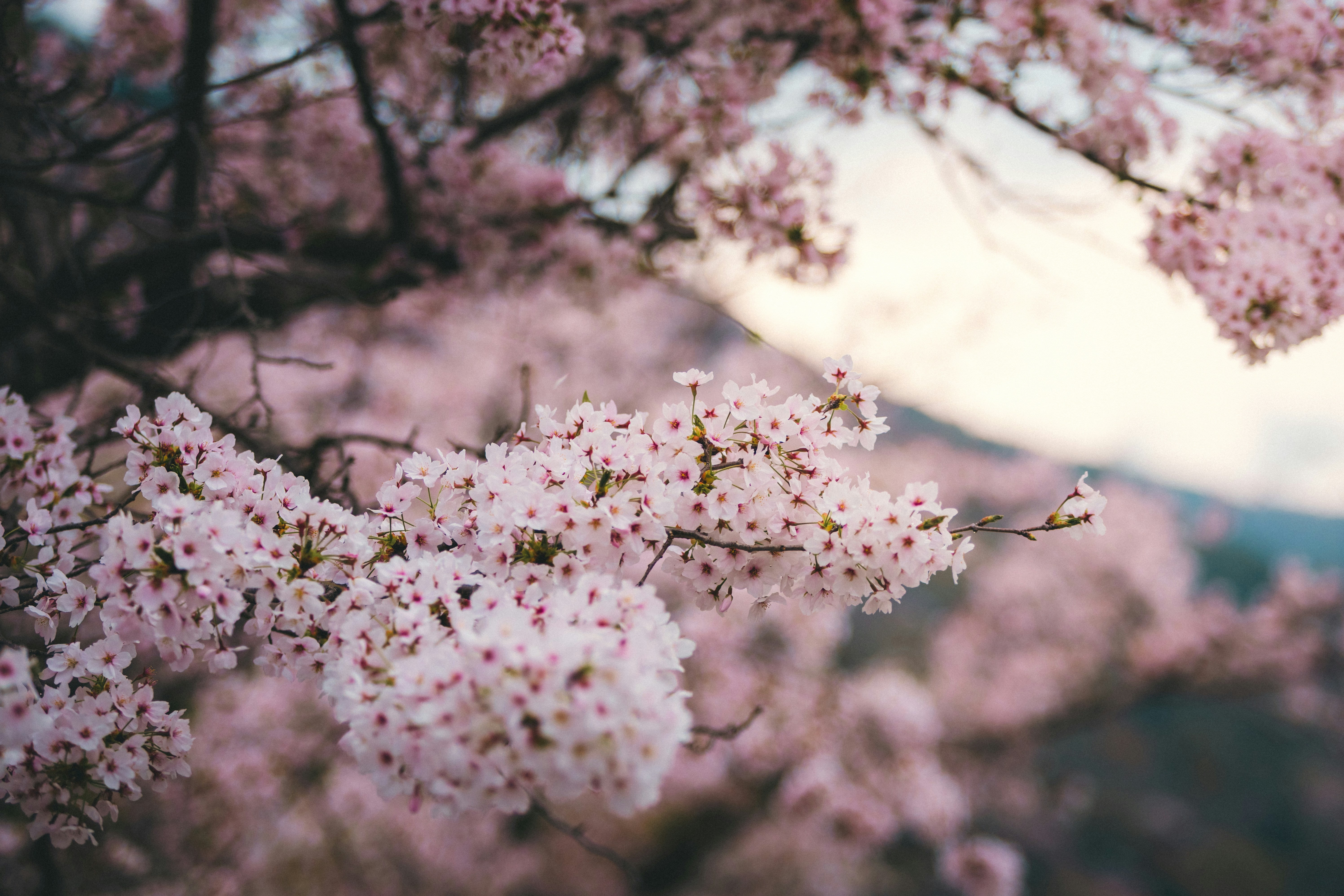 Photo by shoham_avisrur