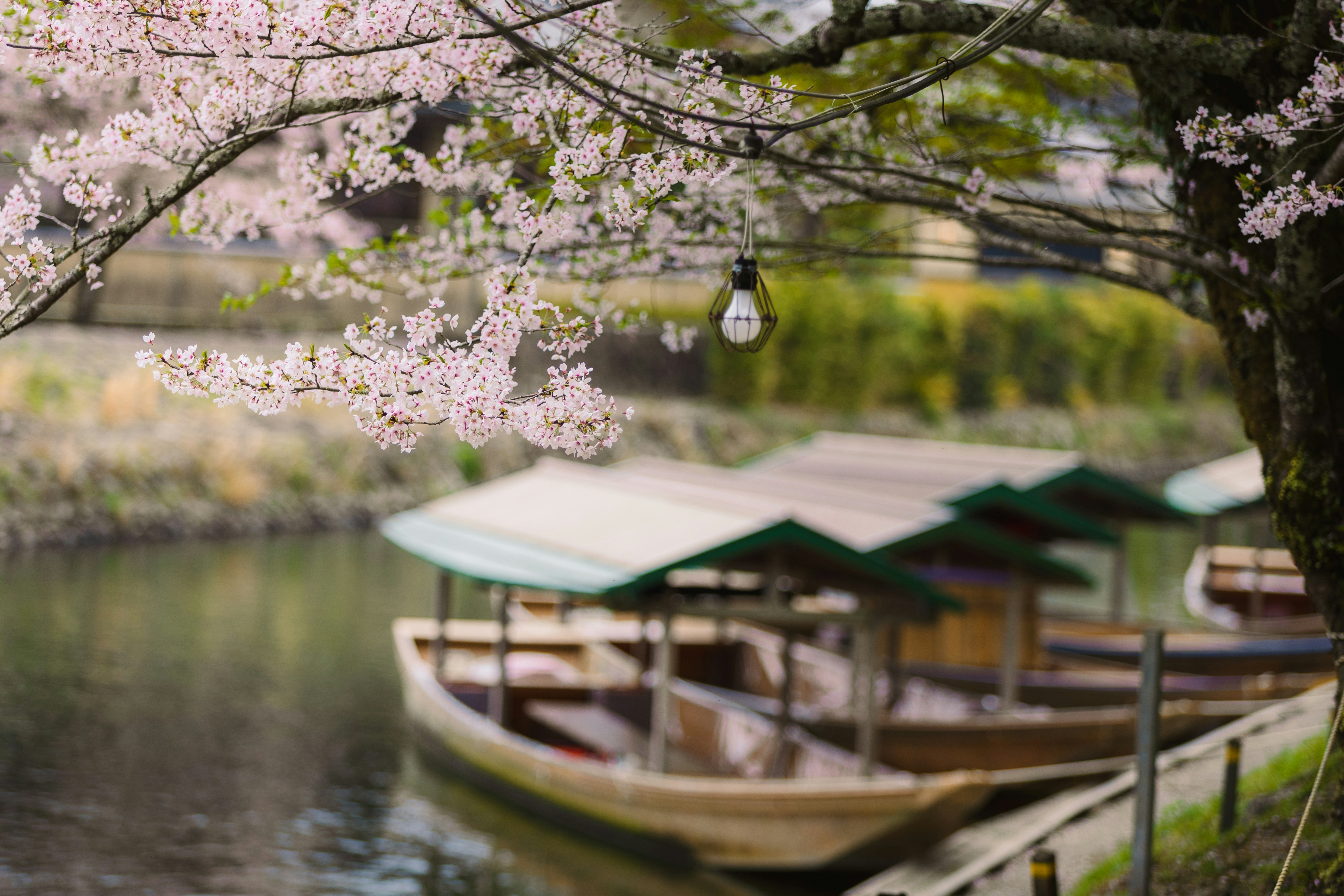 Photo by shoham_avisrur