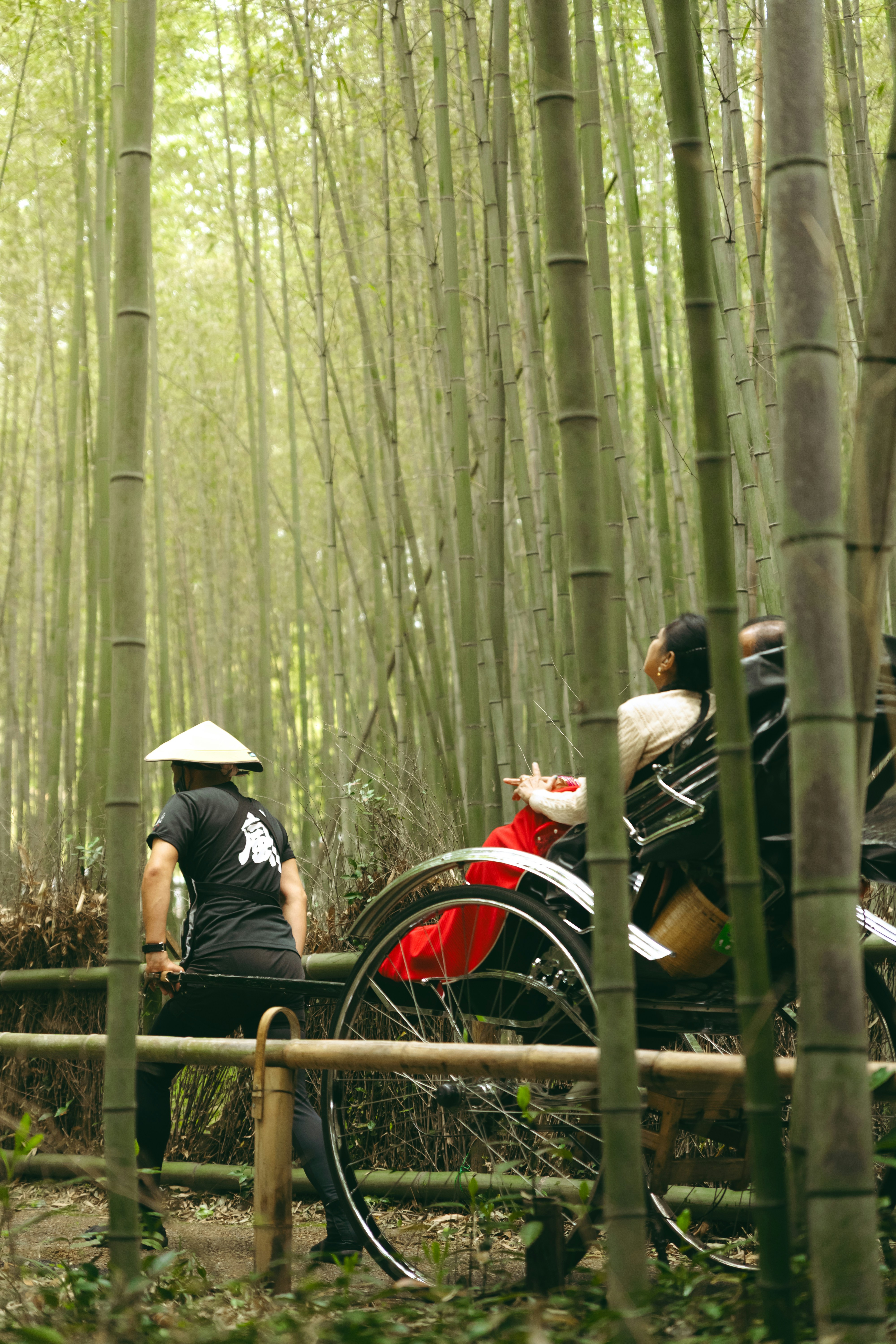 Rickshaw pulled through a dense bamboo forest.