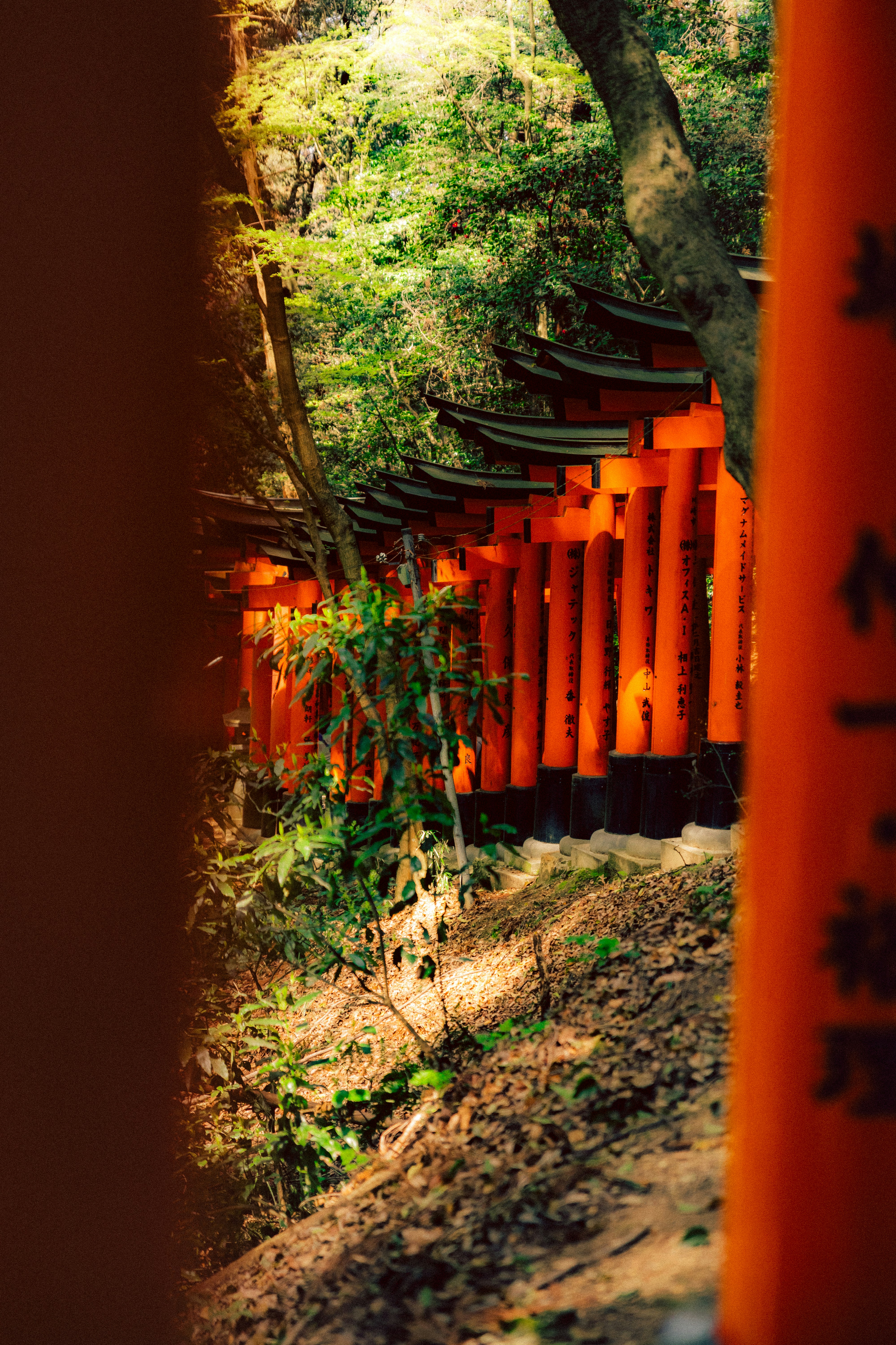 Photo by shoham_avisrur