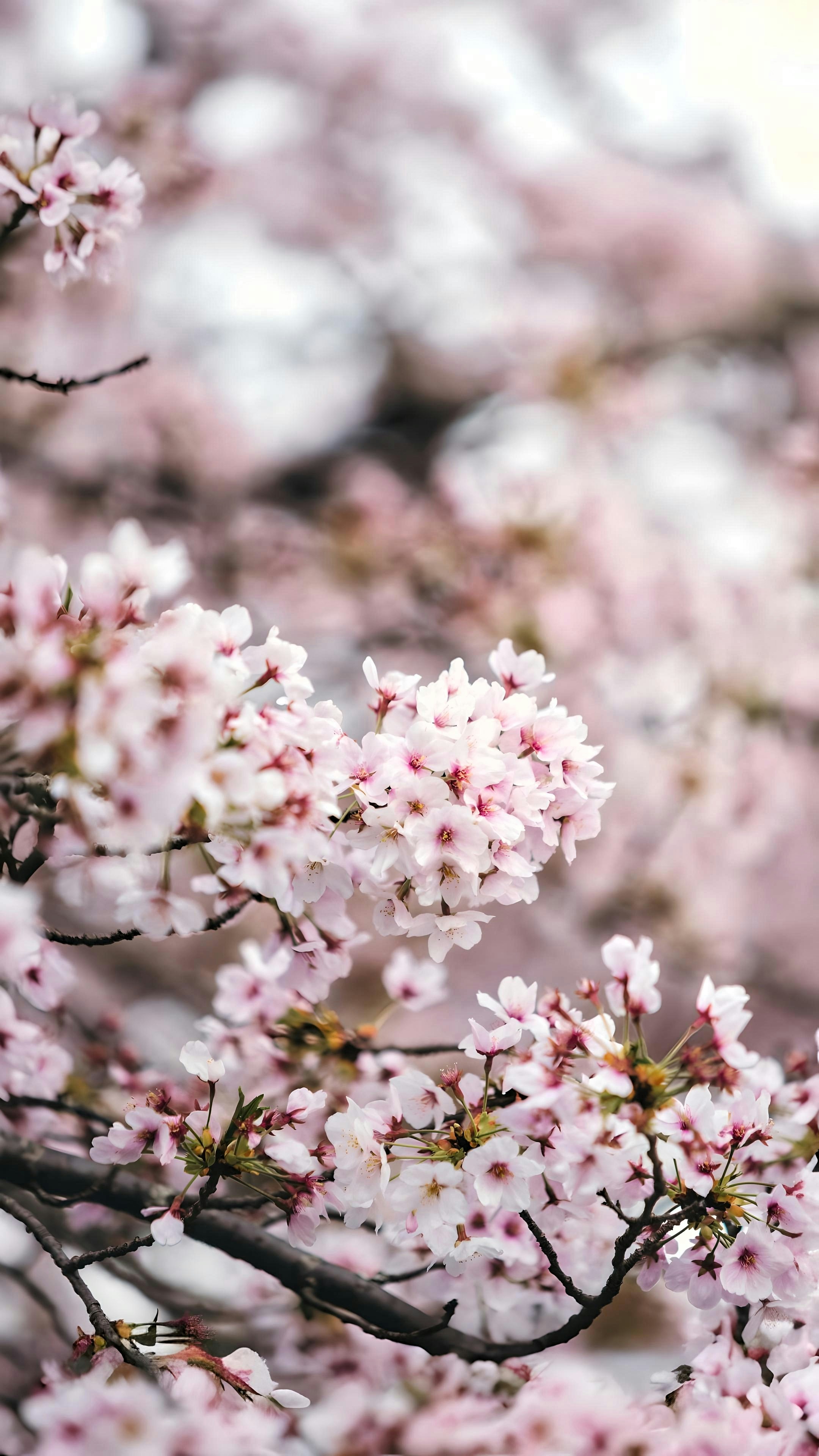 Photo by shoham_avisrur