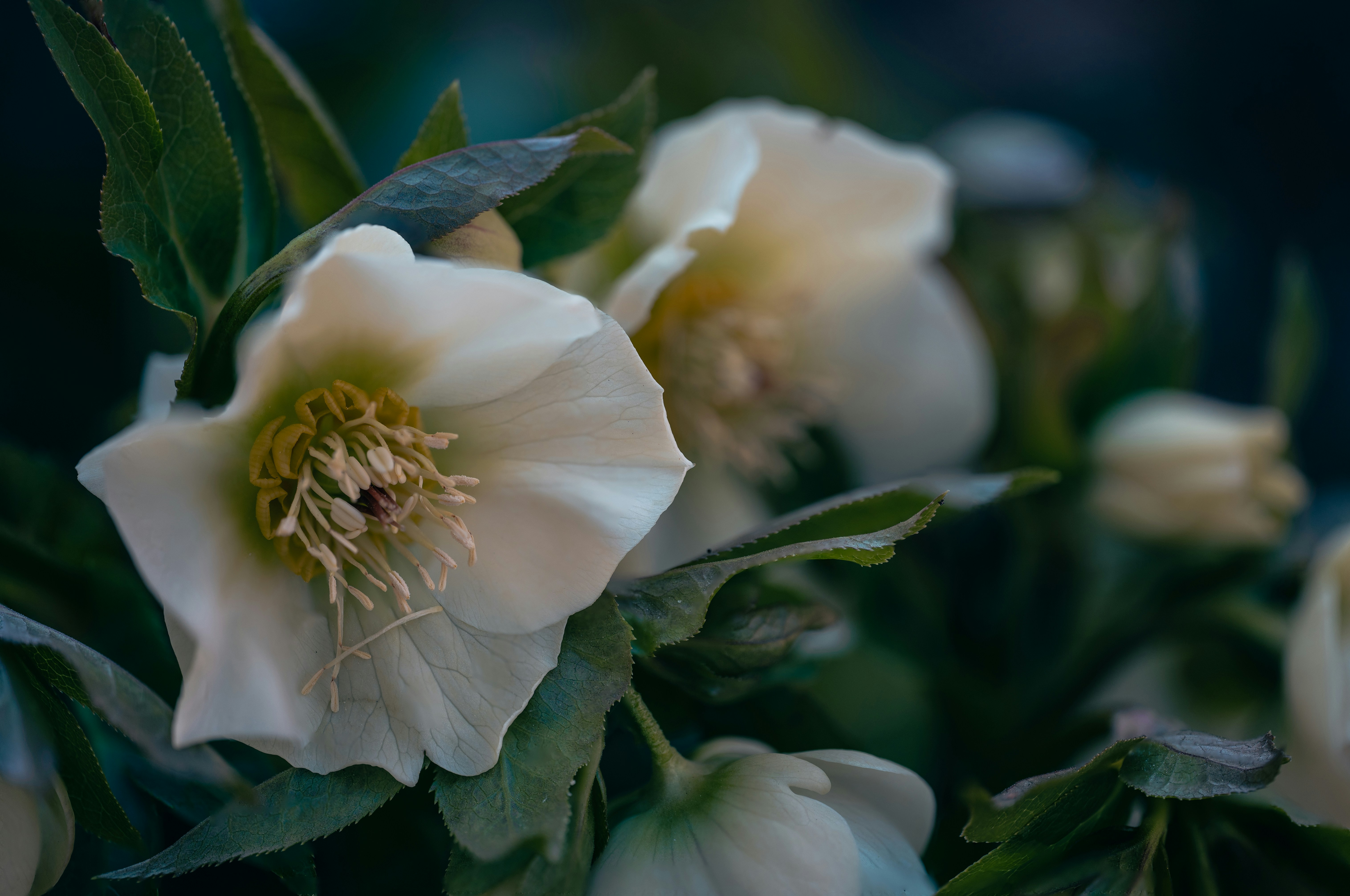 Delicate white hellebore flowers bloom in soft light.