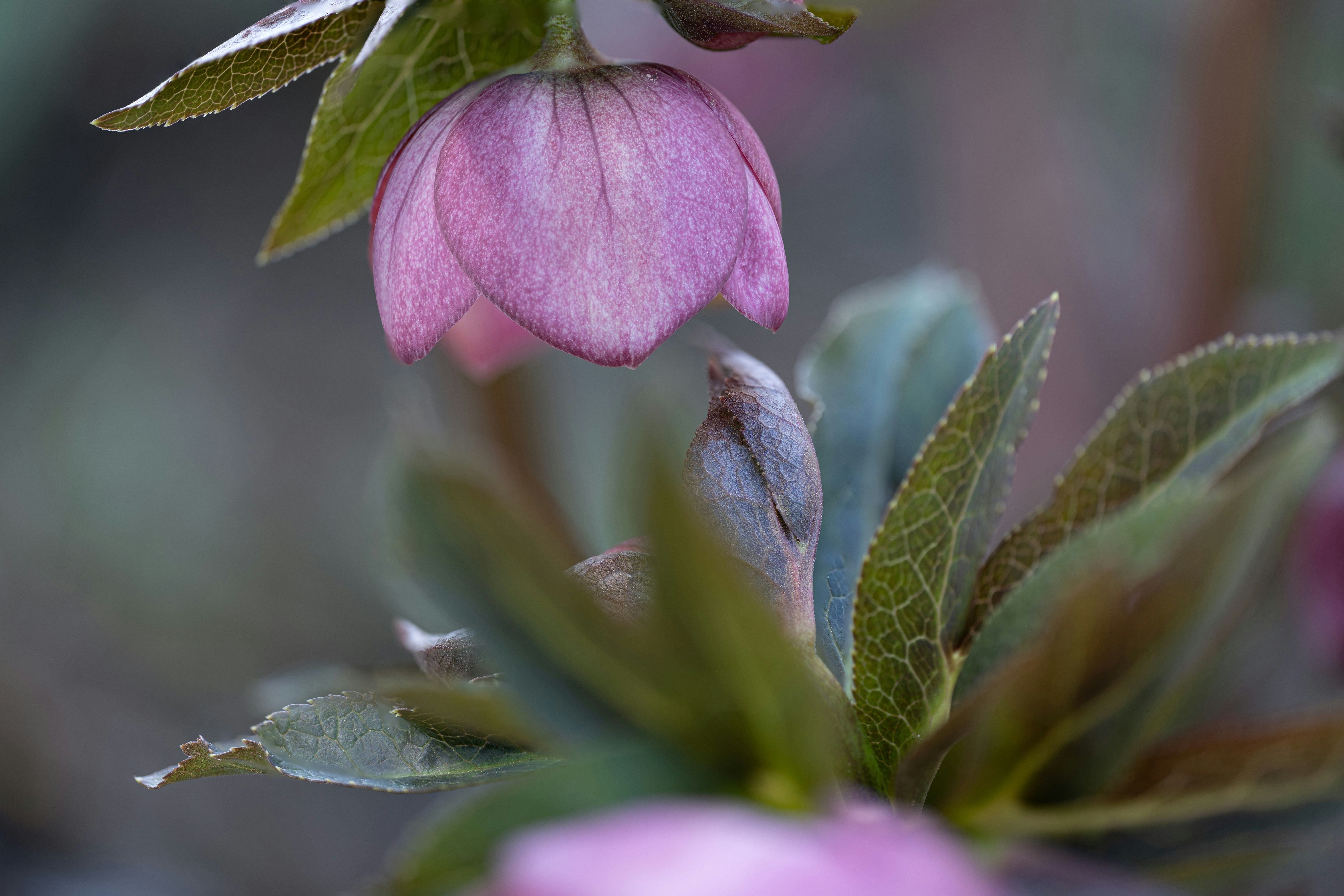 A pink hellebore flower blooms in soft light.